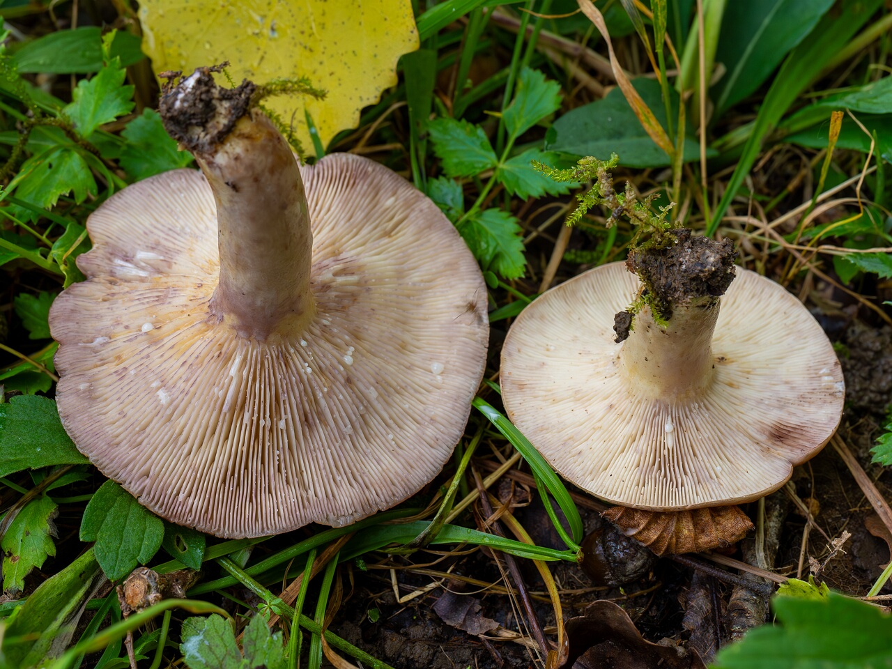 Lactarius uvidus _2026-09-19_1-9