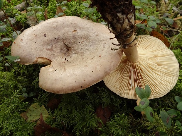 Млечник обыкновенный - Lactarius trivialis