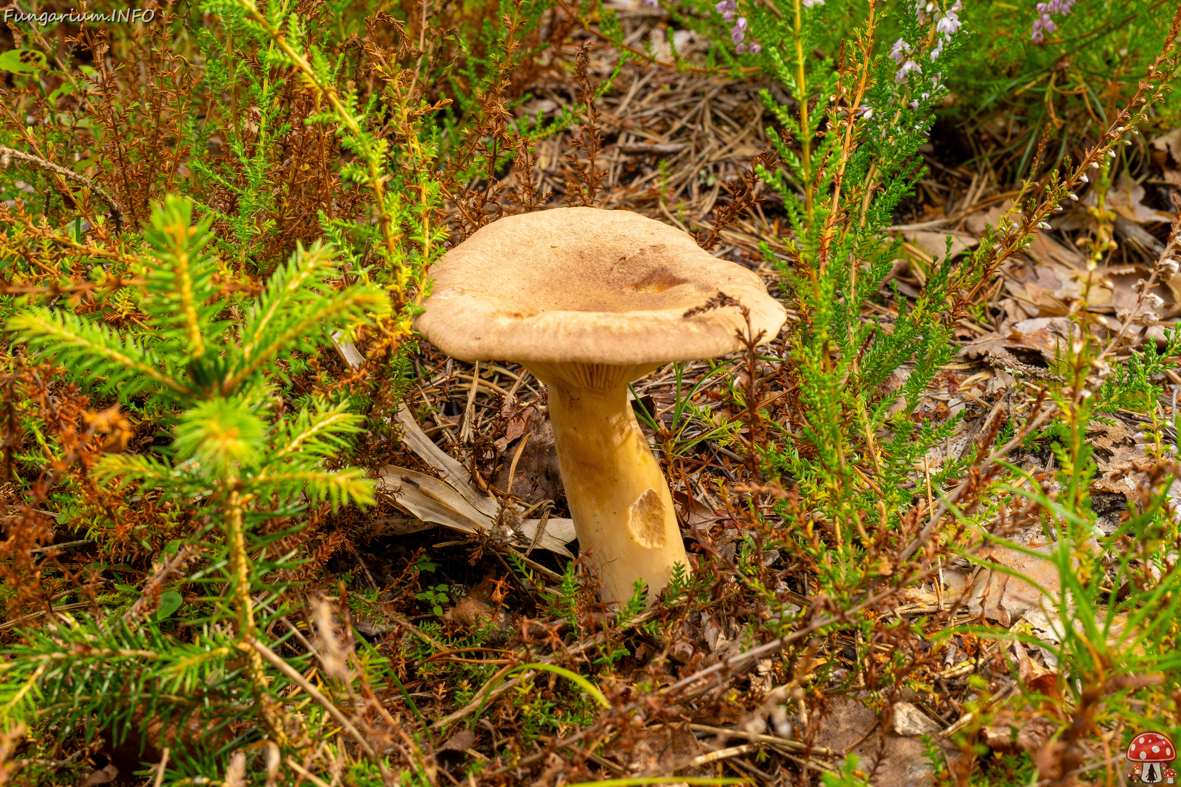 lactarius-helvus_1-1 