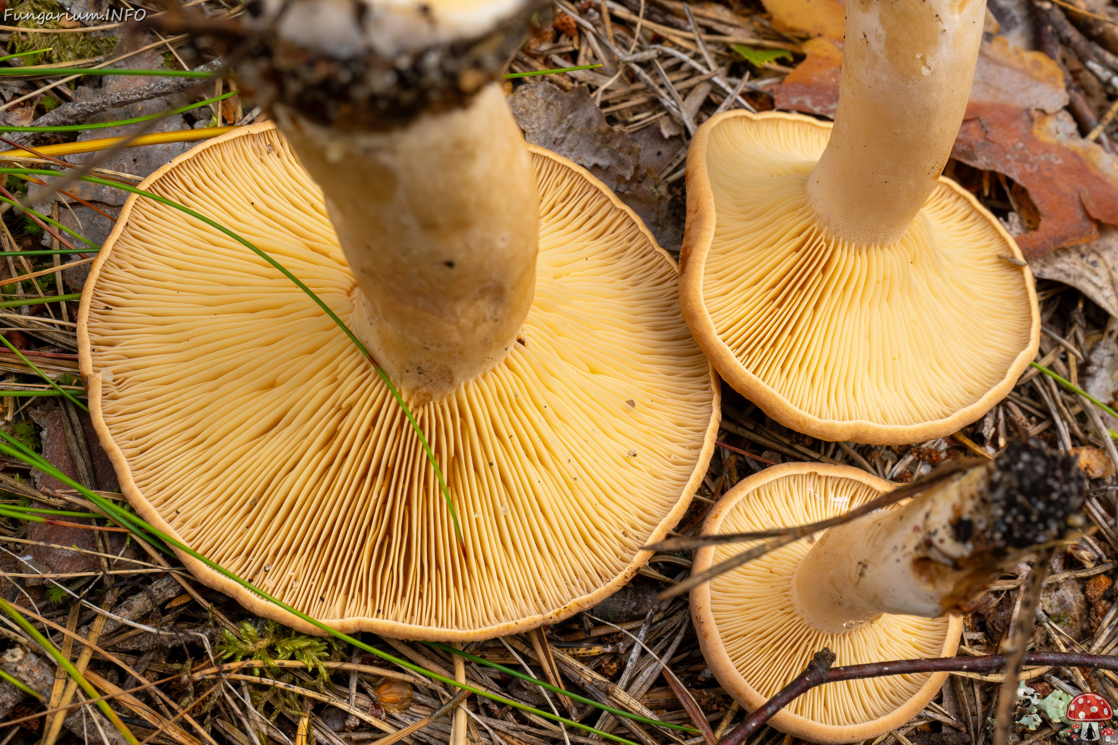 lactarius-helvus_1-10 