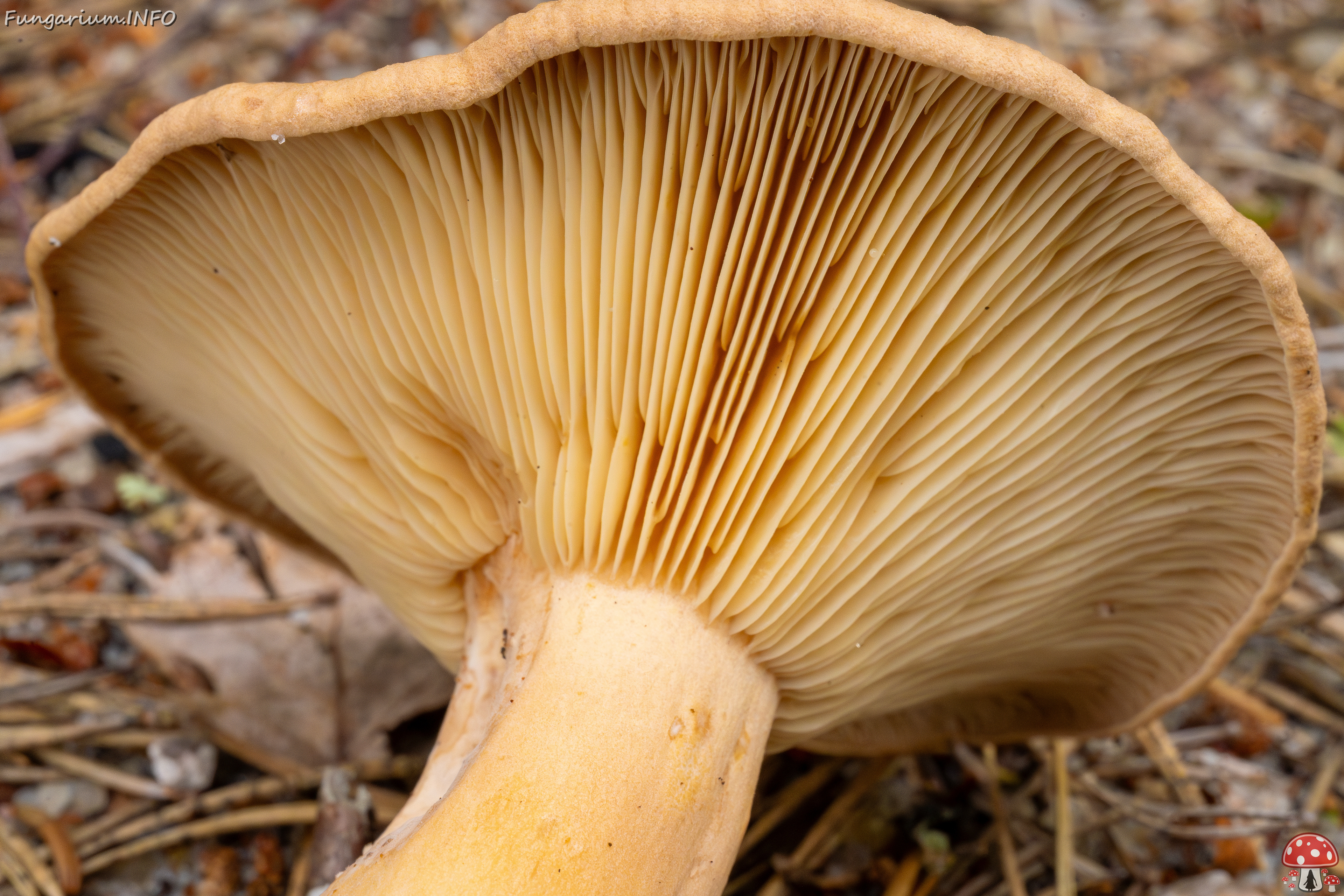 lactarius-helvus_1-11 