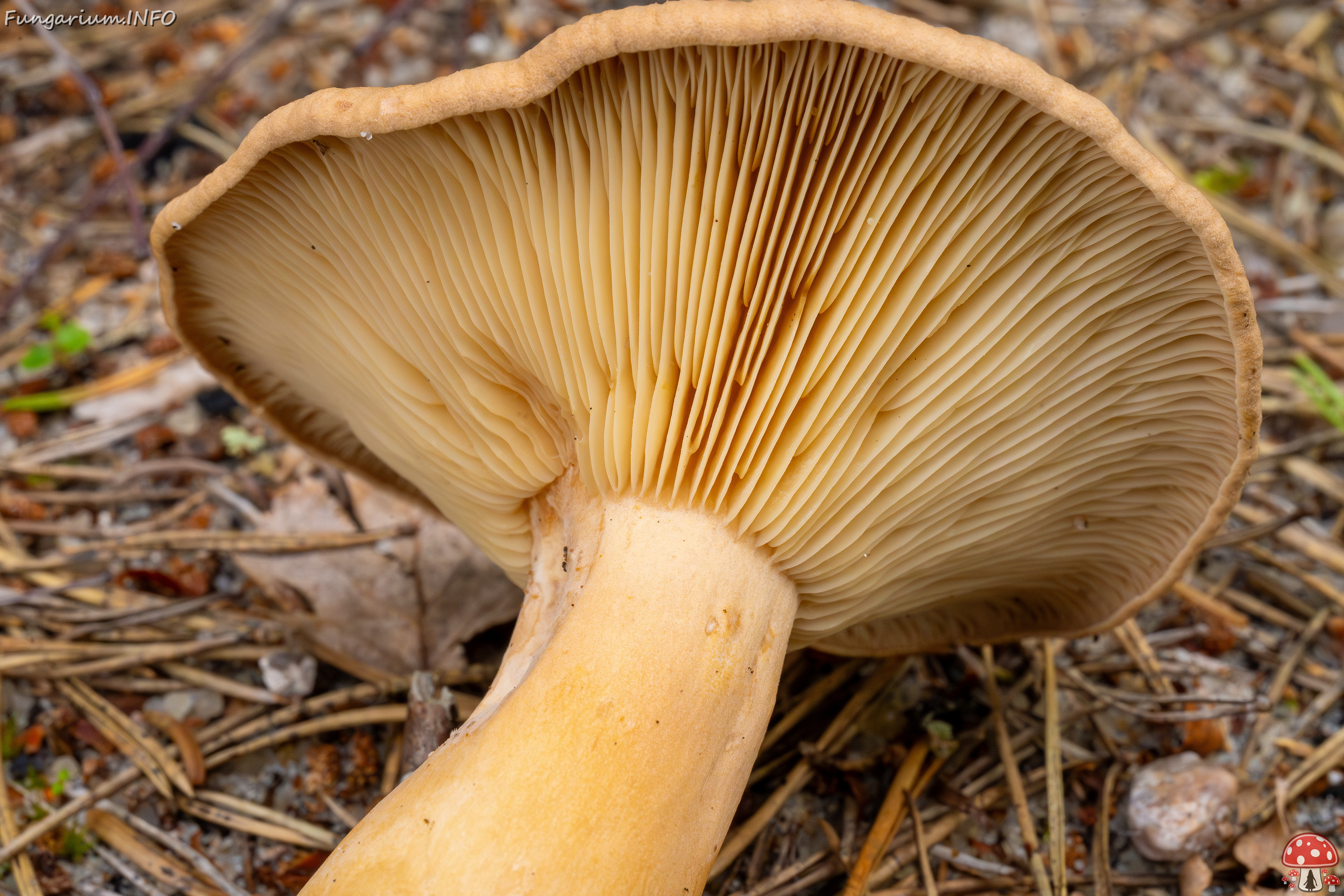 lactarius-helvus_1-12 