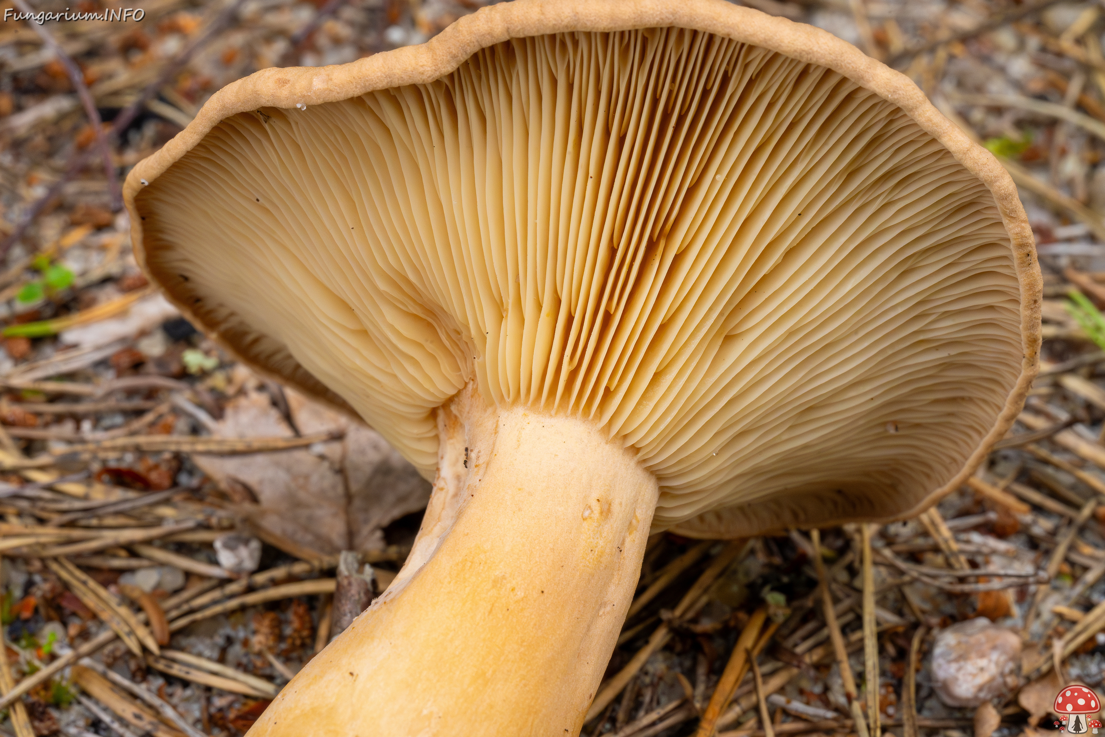 lactarius-helvus_1-13 