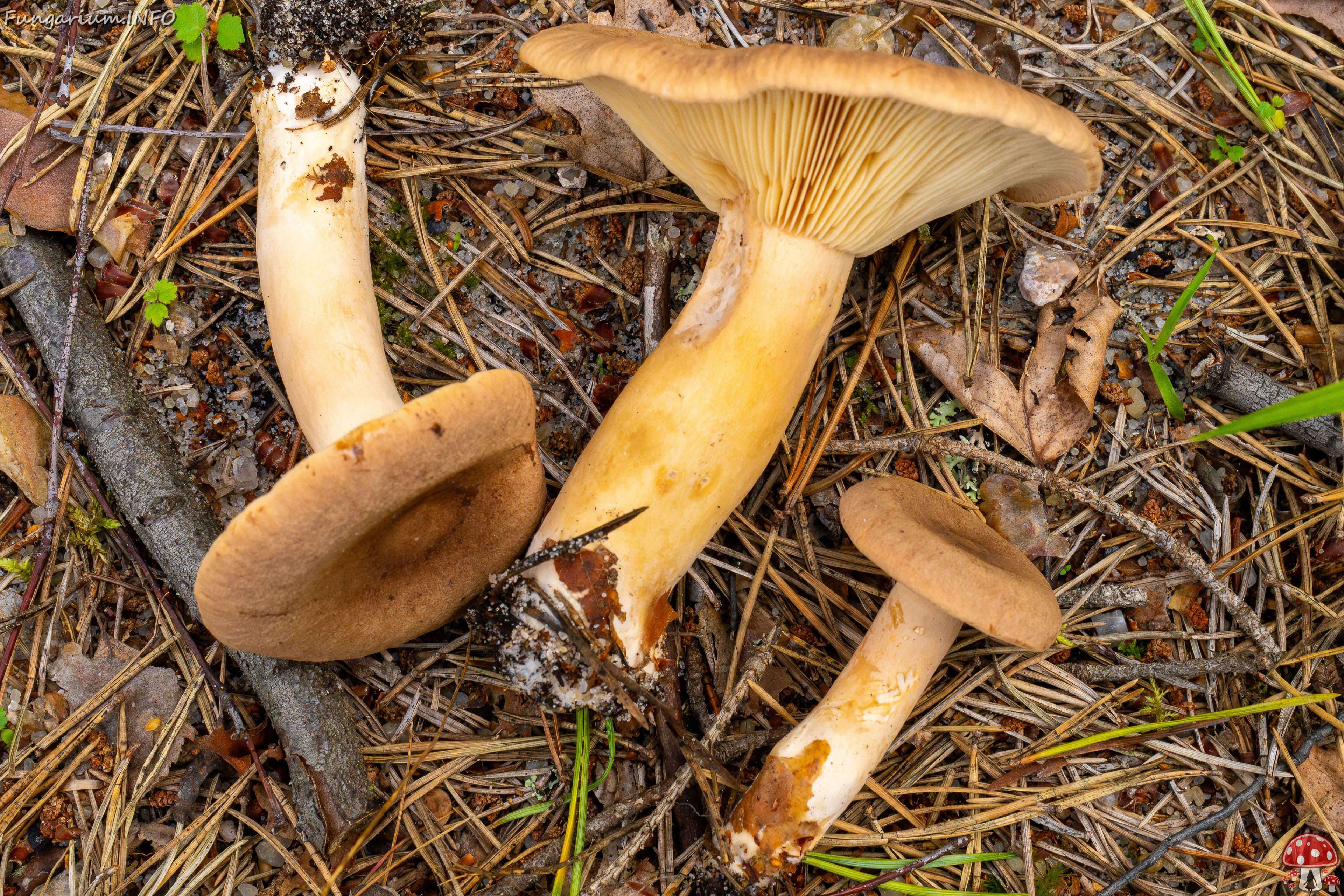 lactarius-helvus_1-14 