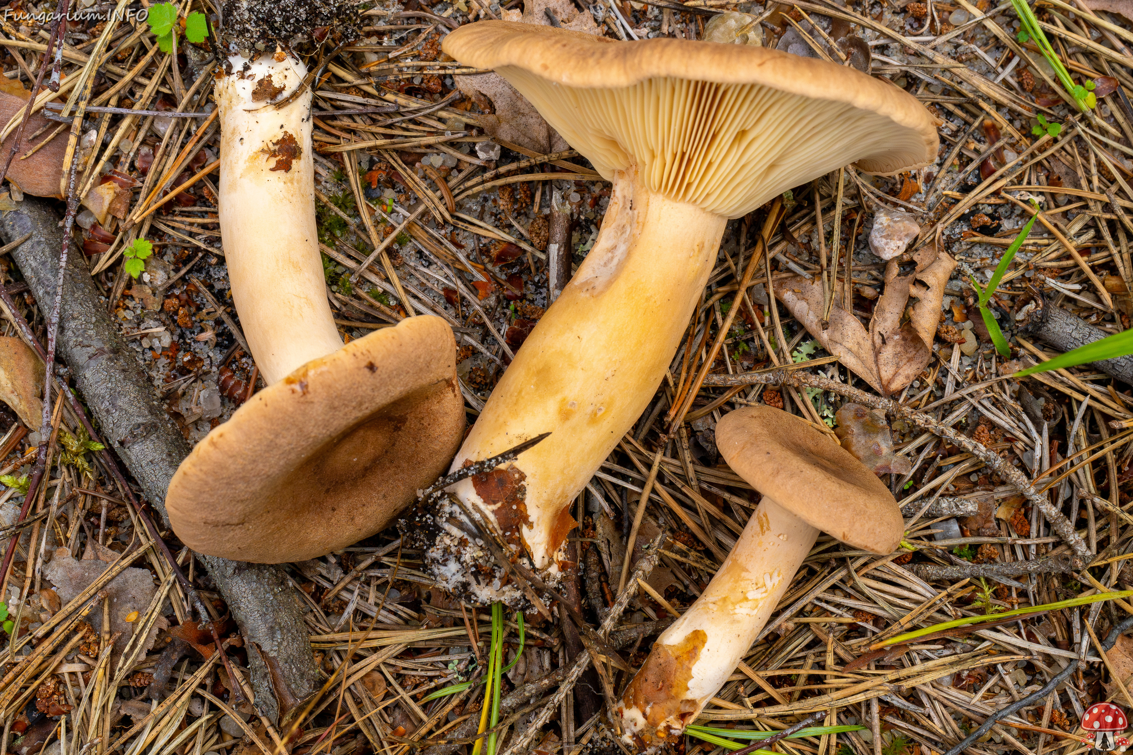 lactarius-helvus_1-15 