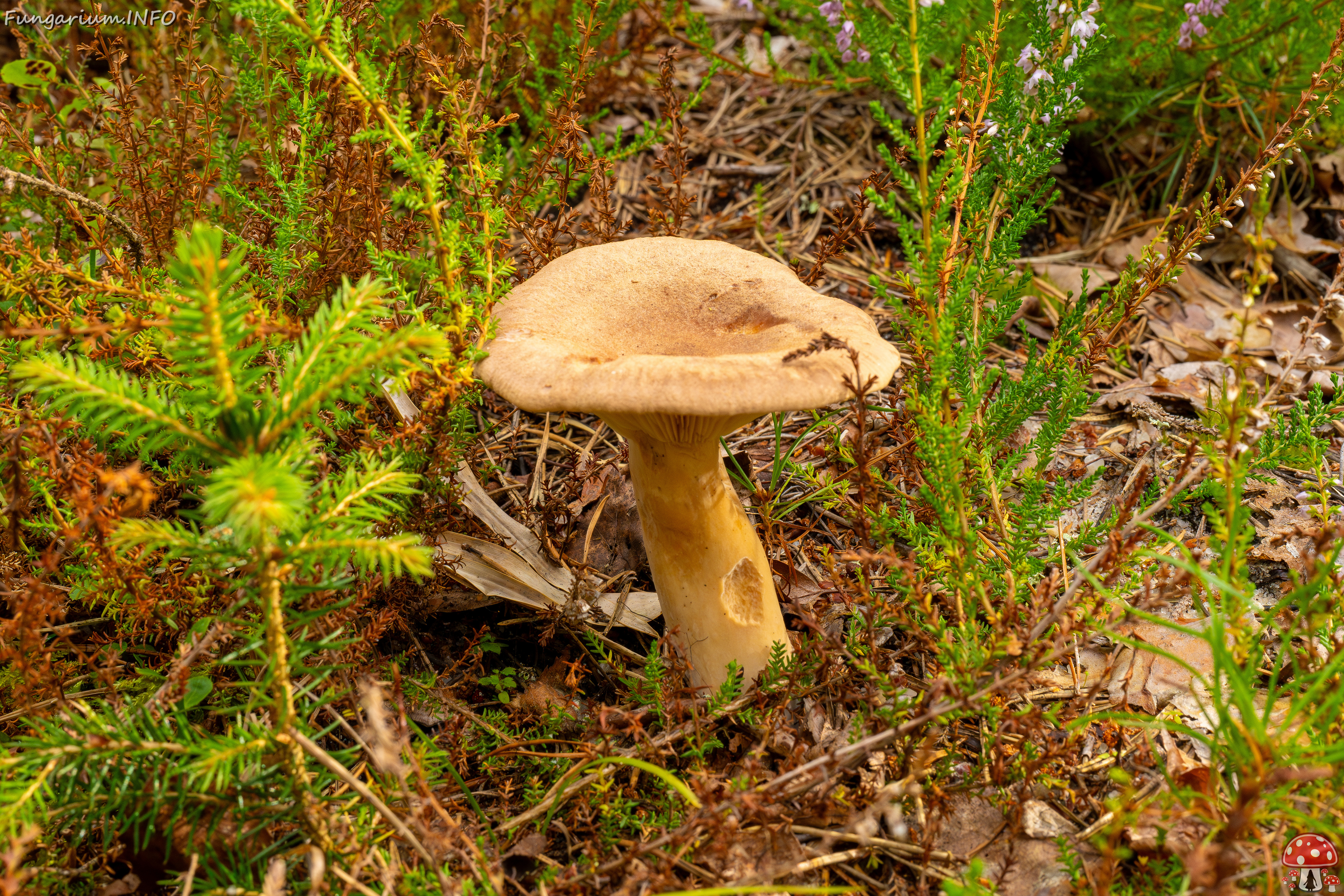 lactarius-helvus_1-2 