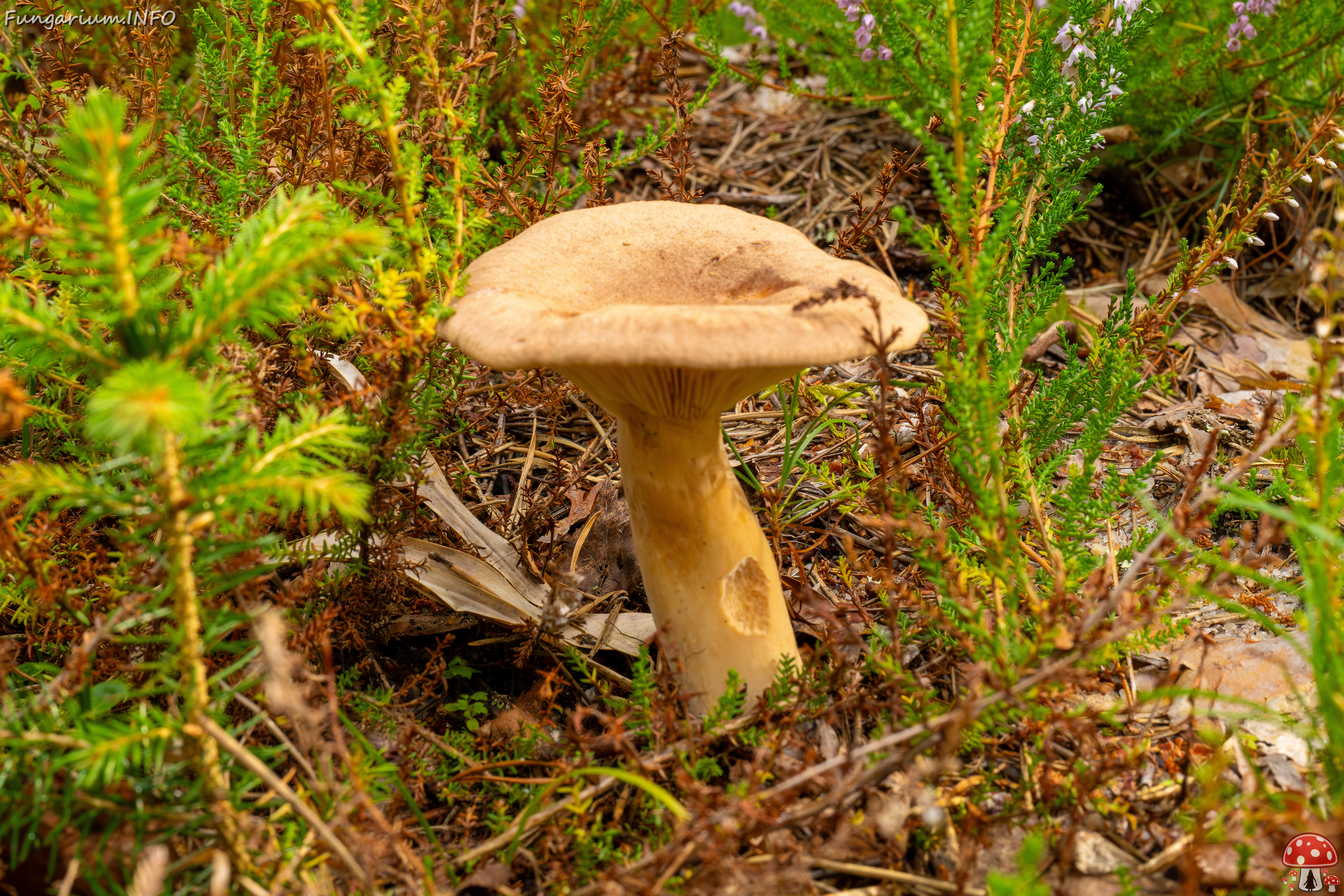 lactarius-helvus_1-3 