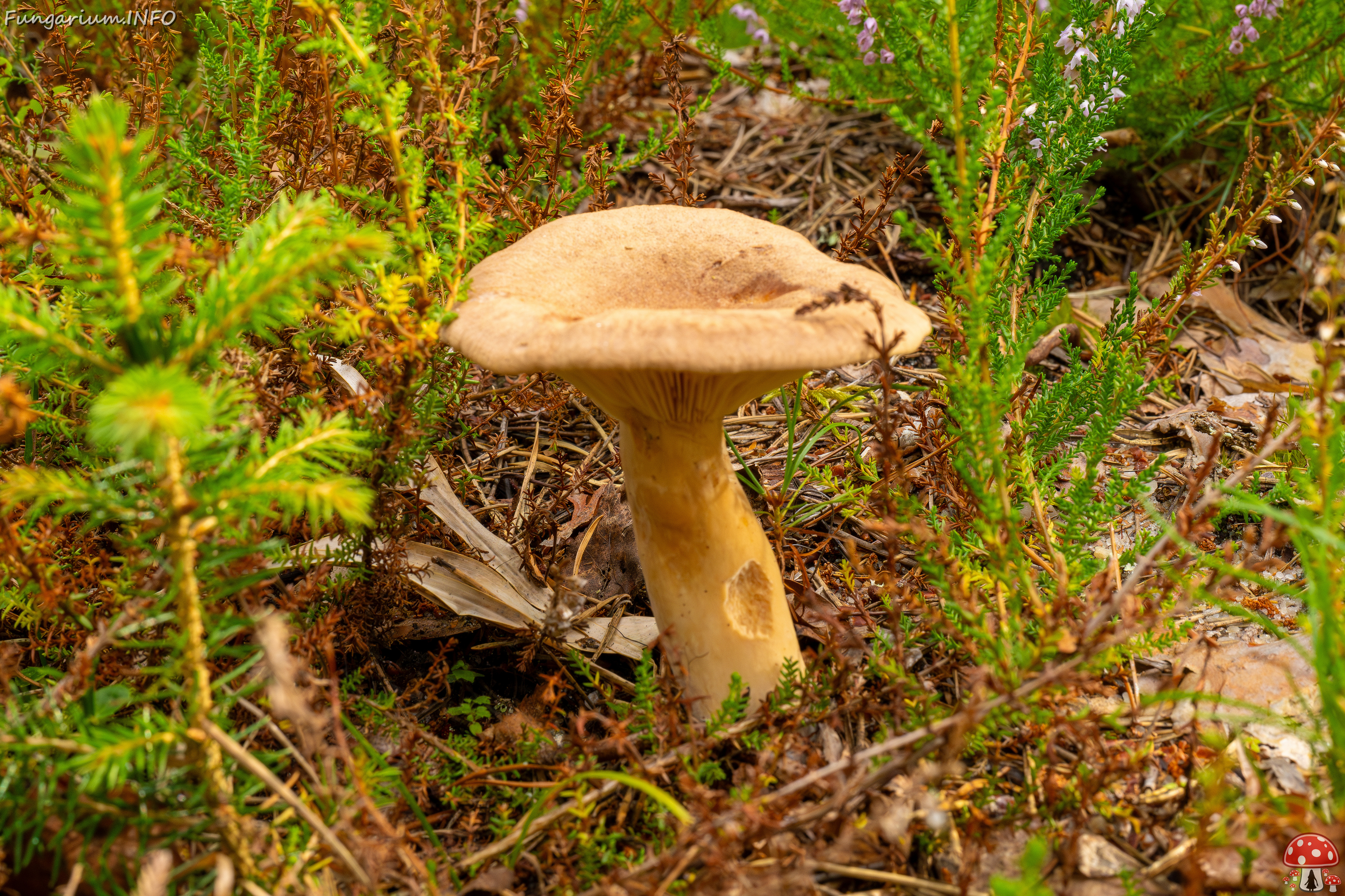 lactarius-helvus_1-4 