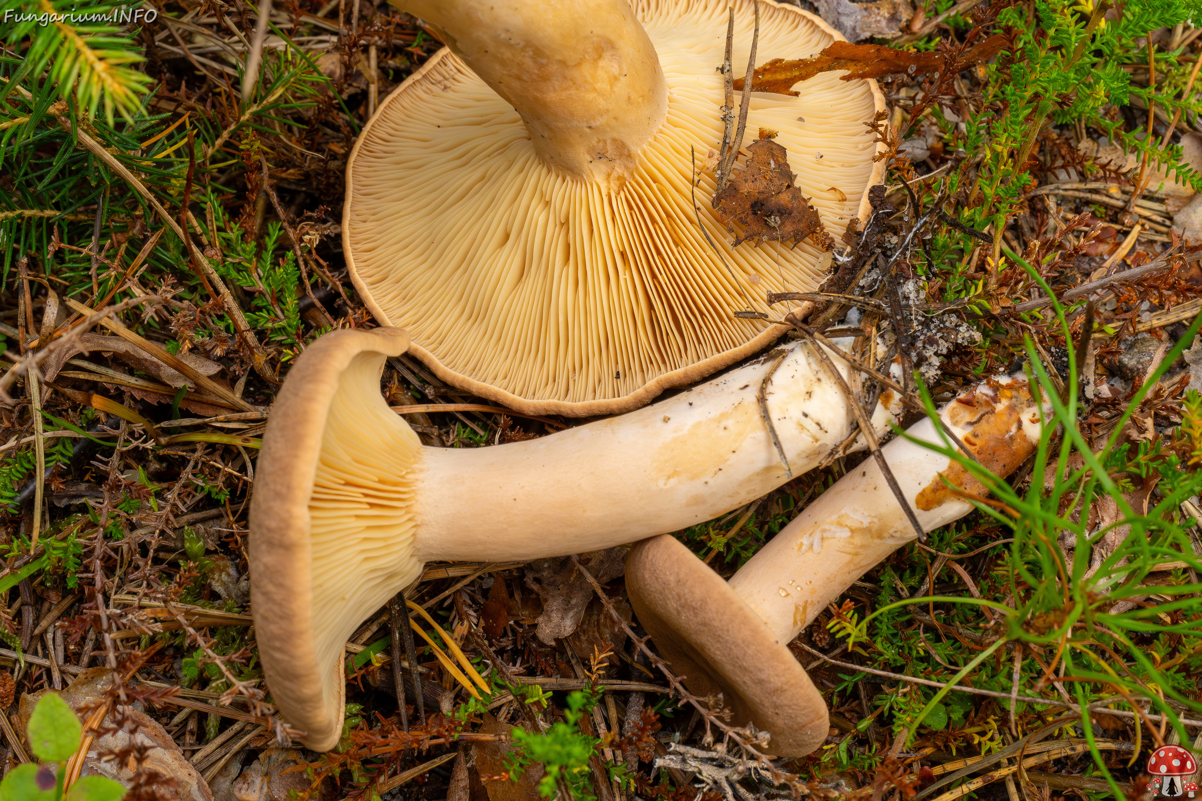 lactarius-helvus_1-5 