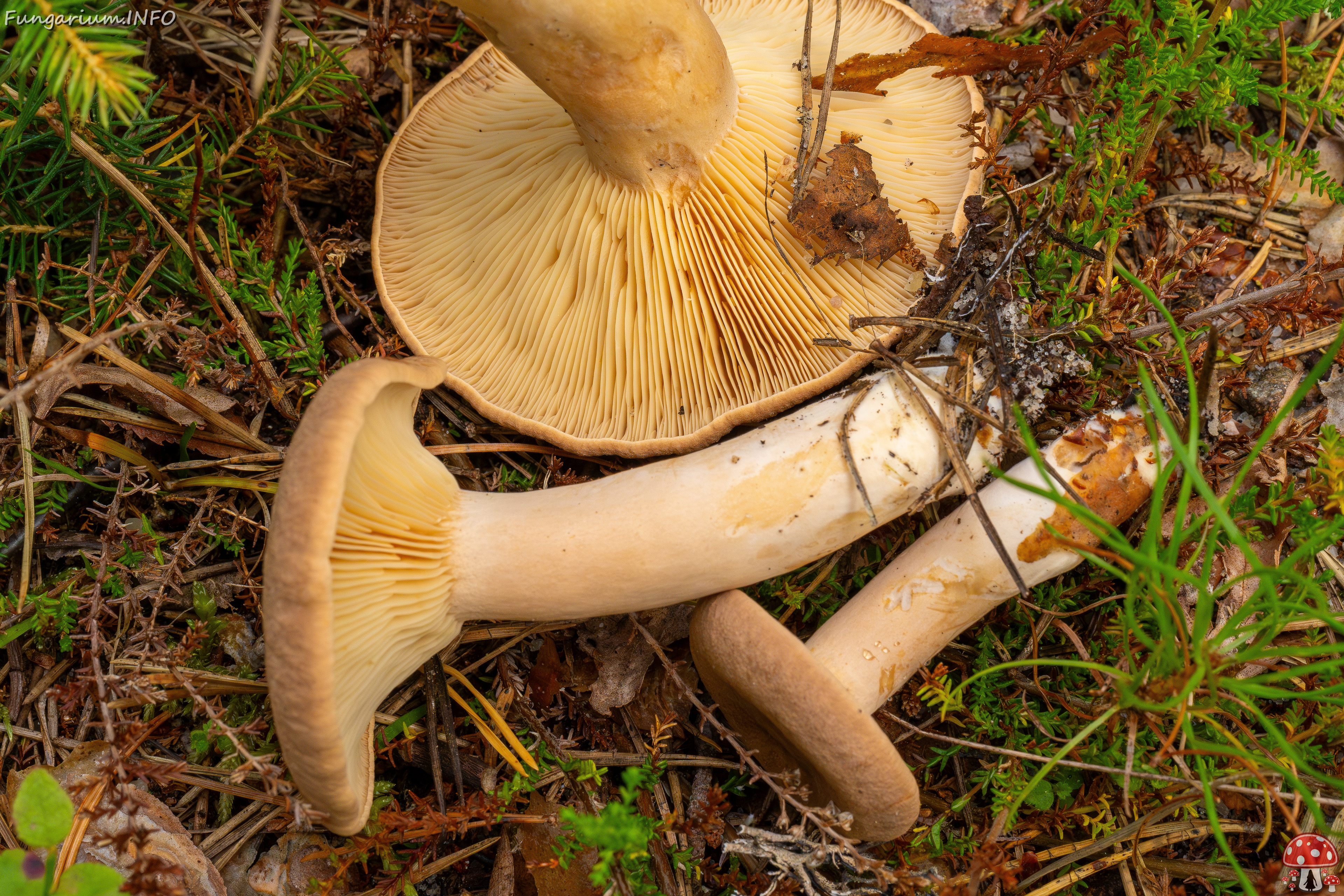 lactarius-helvus_1-6 