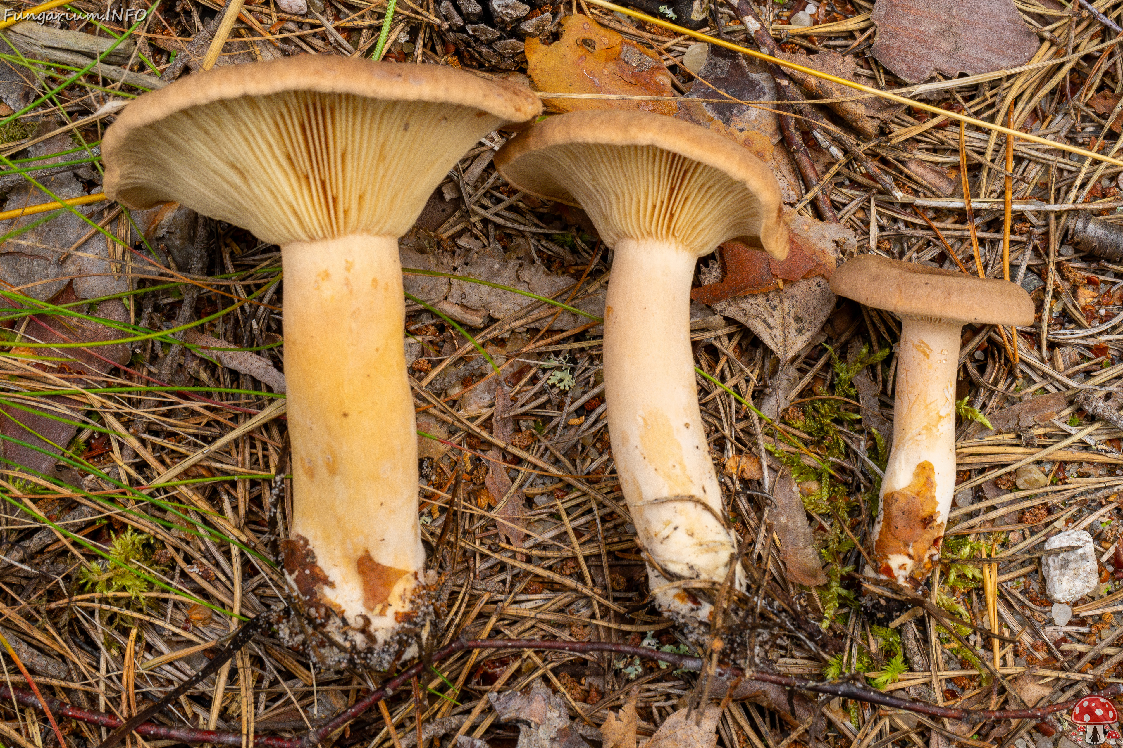 lactarius-helvus_1-7 