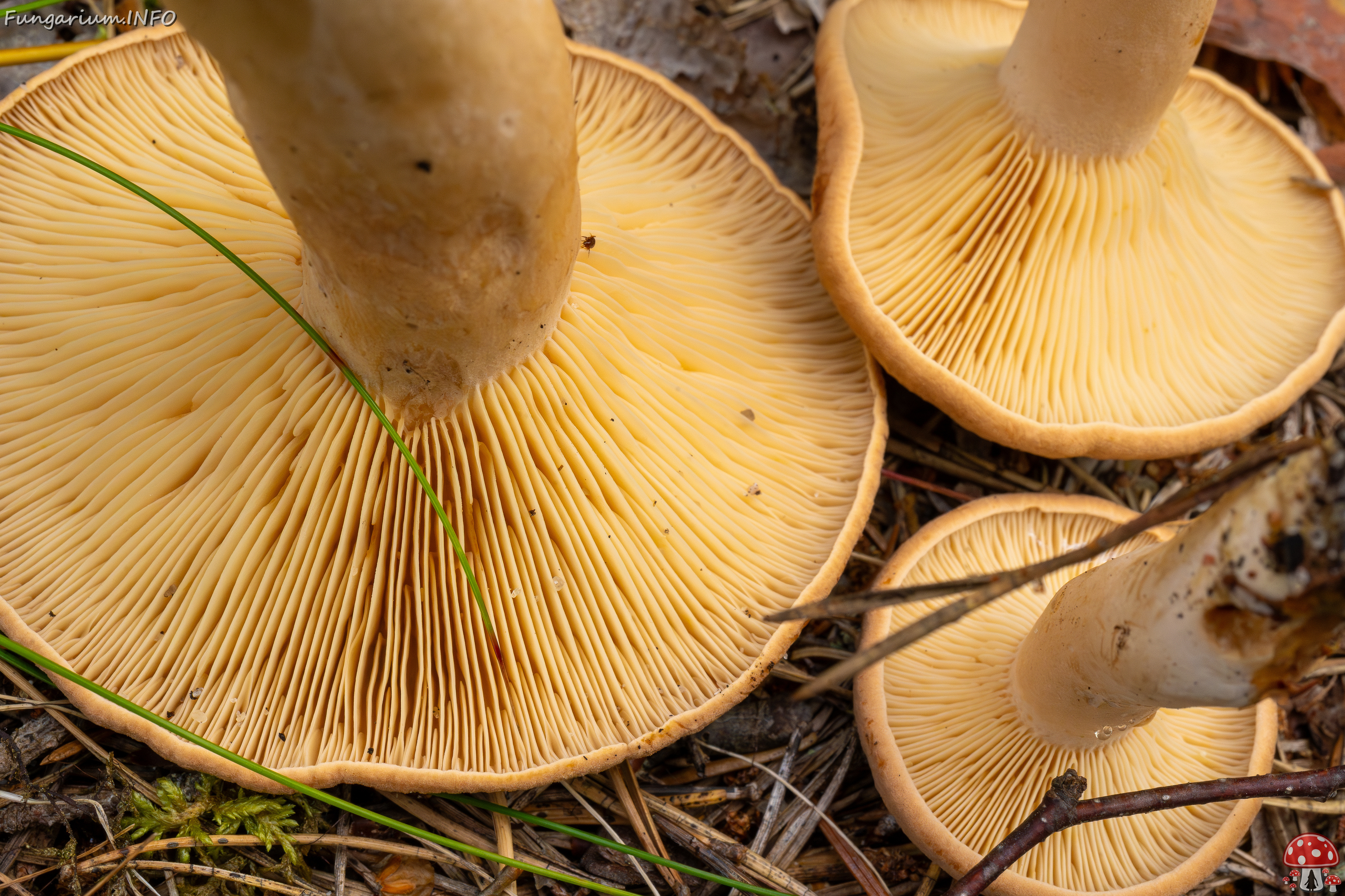 lactarius-helvus_1-8 