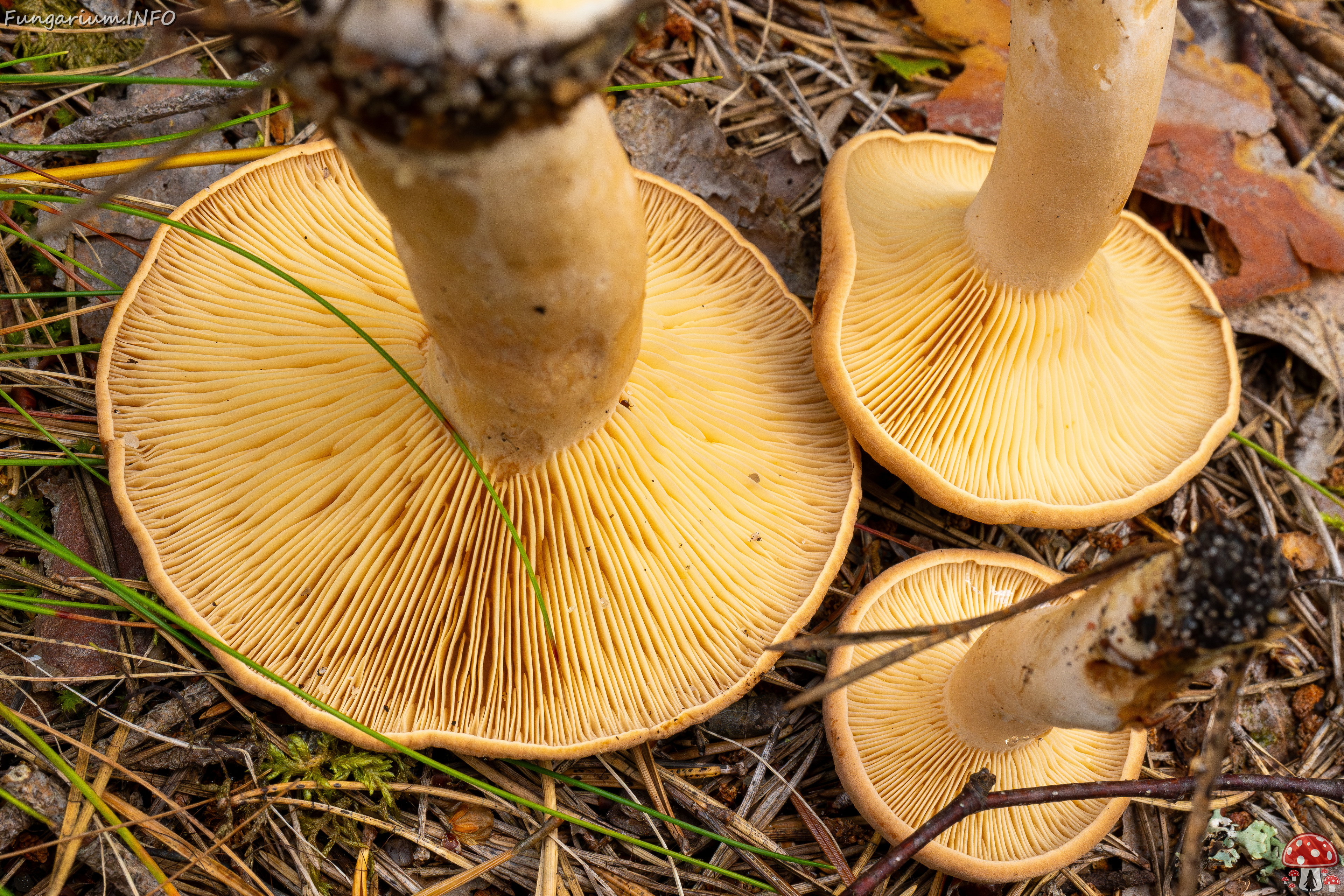 lactarius-helvus_1-9 