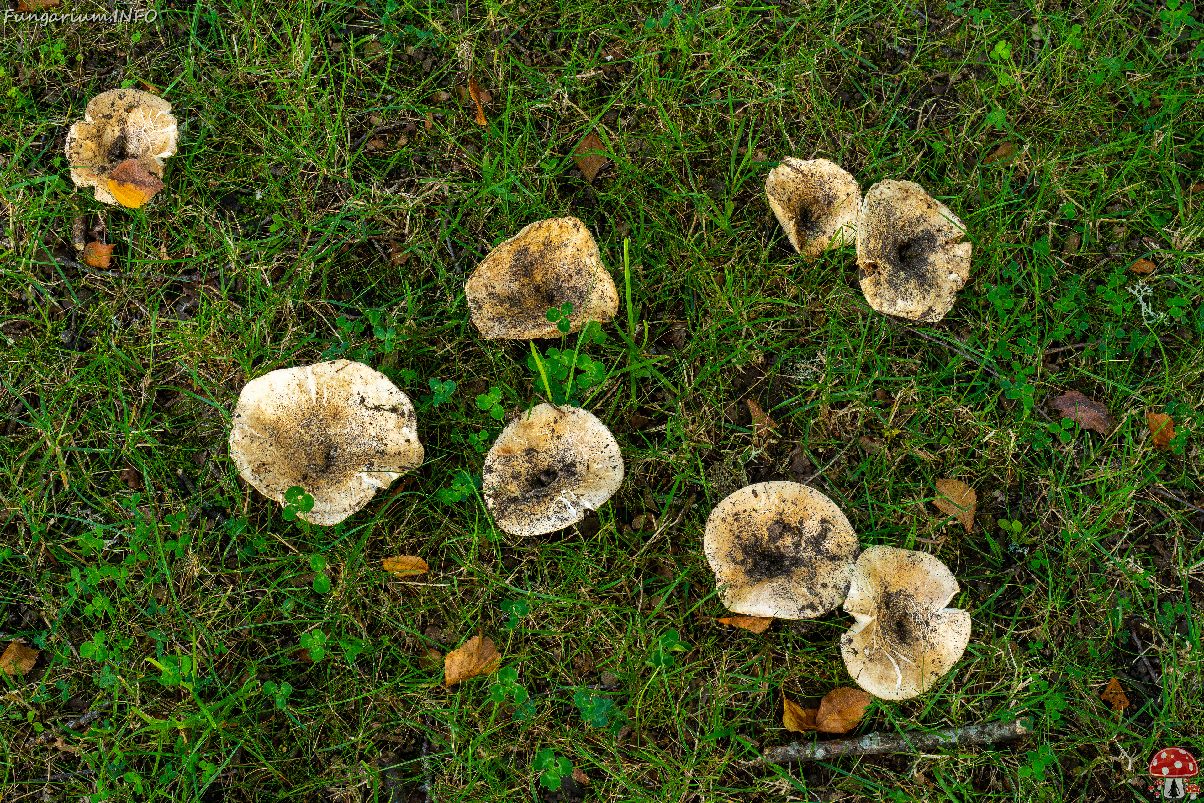 russula-chloroides_1-1 