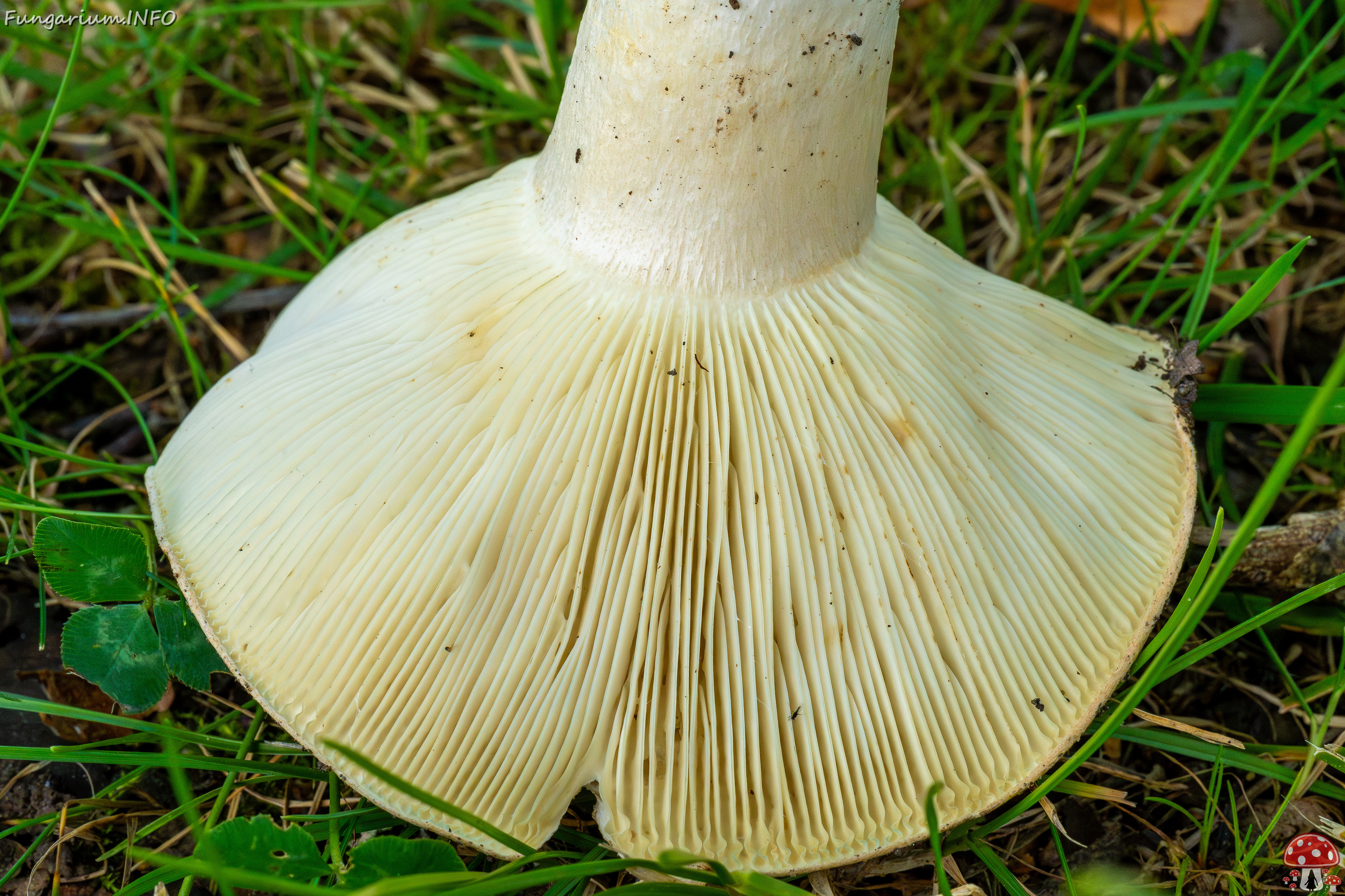 russula-chloroides_1-10 