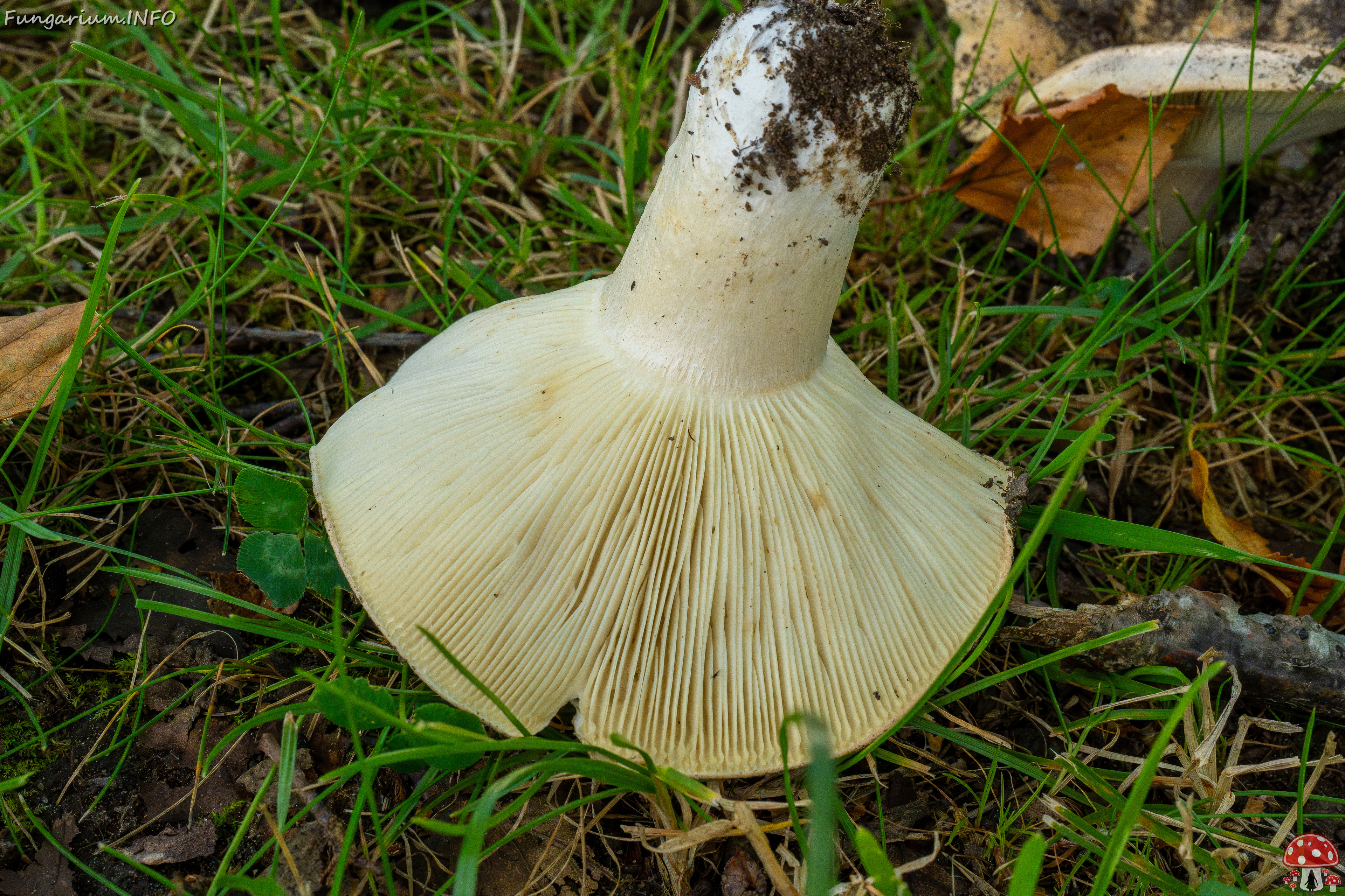 russula-chloroides_1-12 