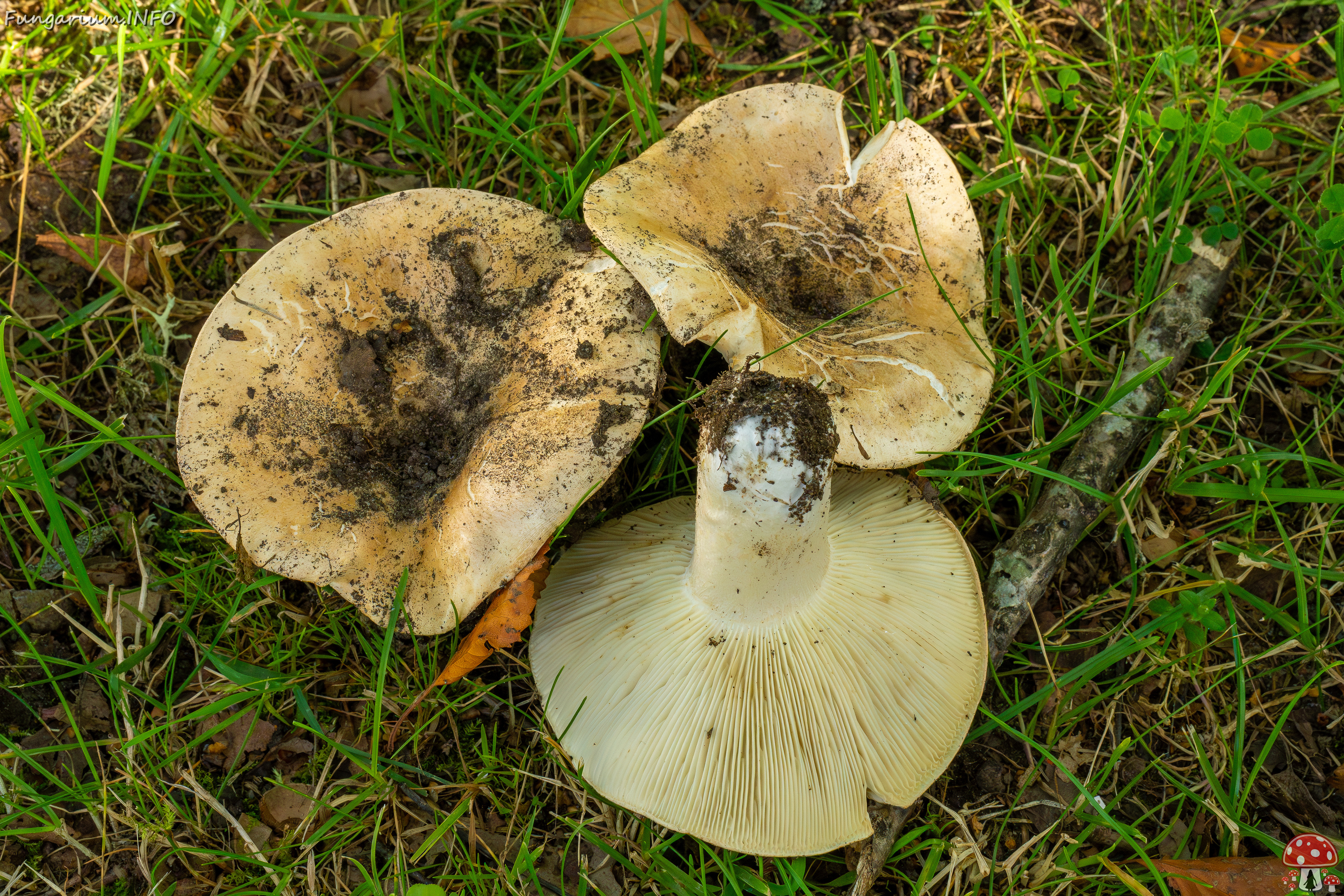 russula-chloroides_1-13 