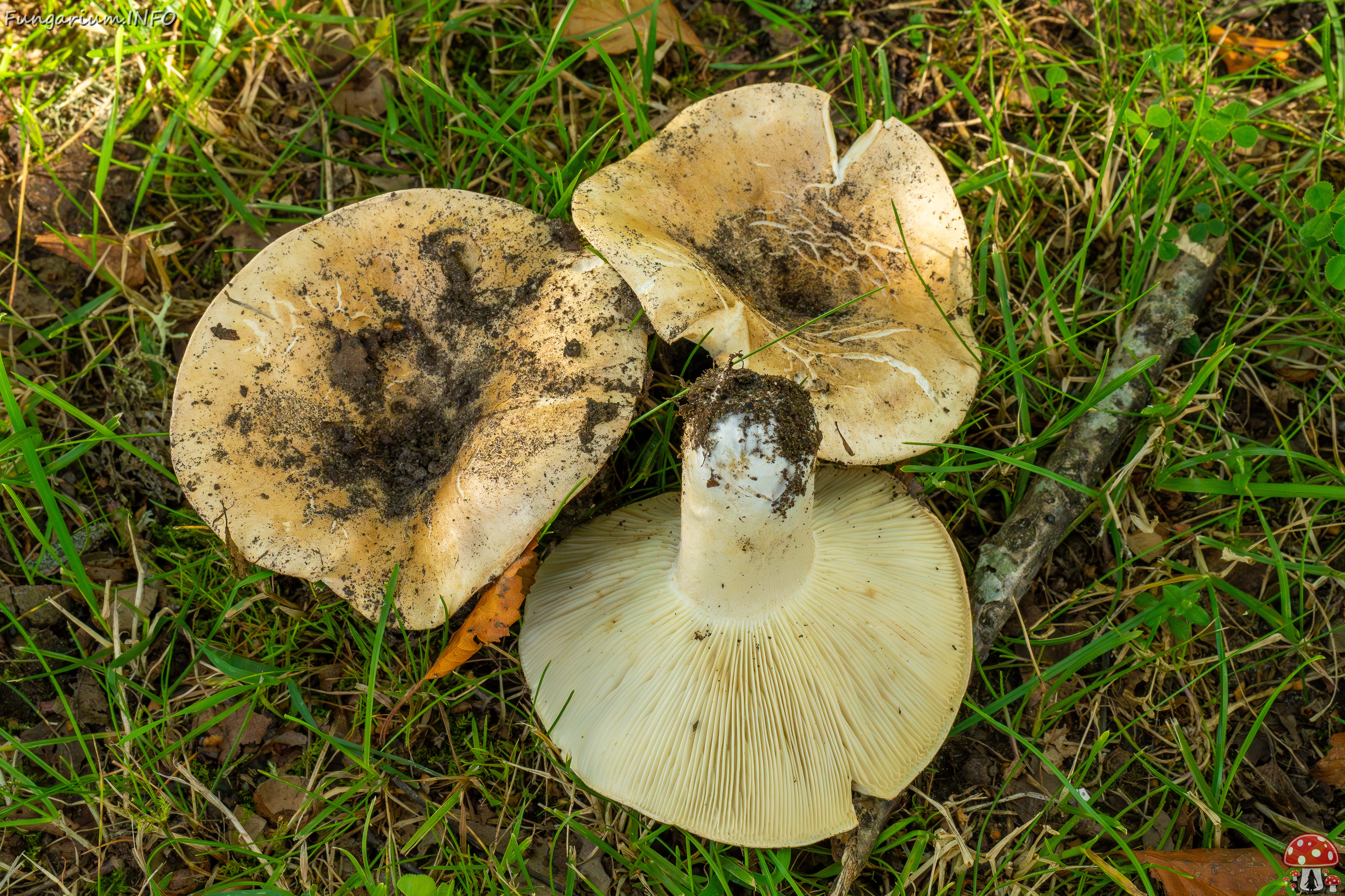 russula-chloroides_1-14 