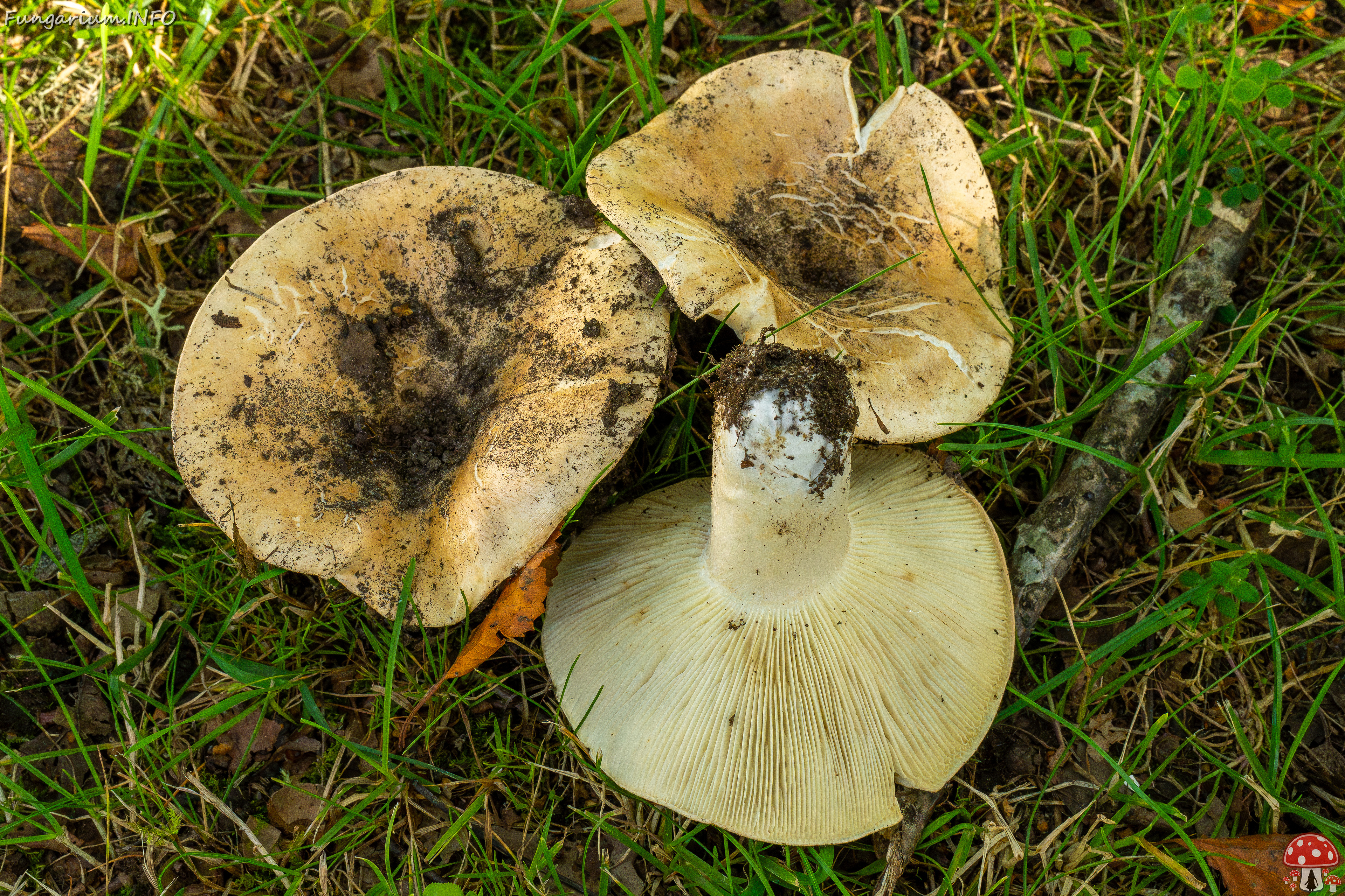 russula-chloroides_1-15 