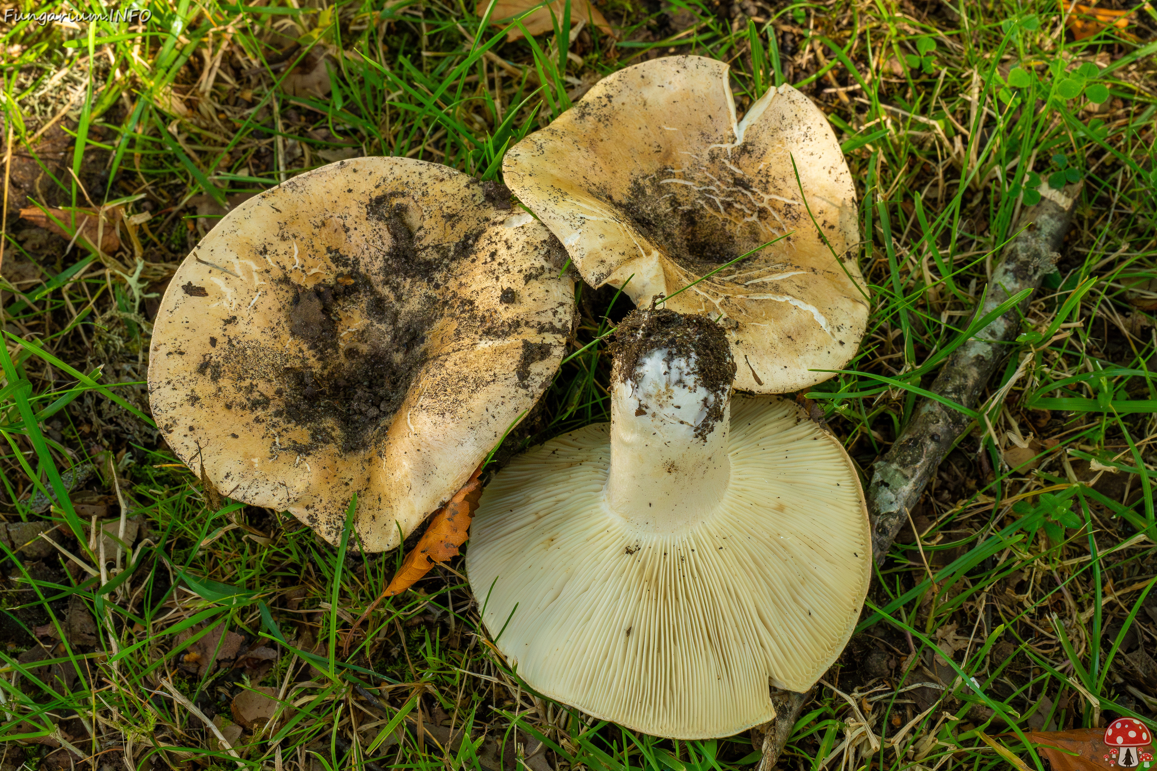 russula-chloroides_1-16 