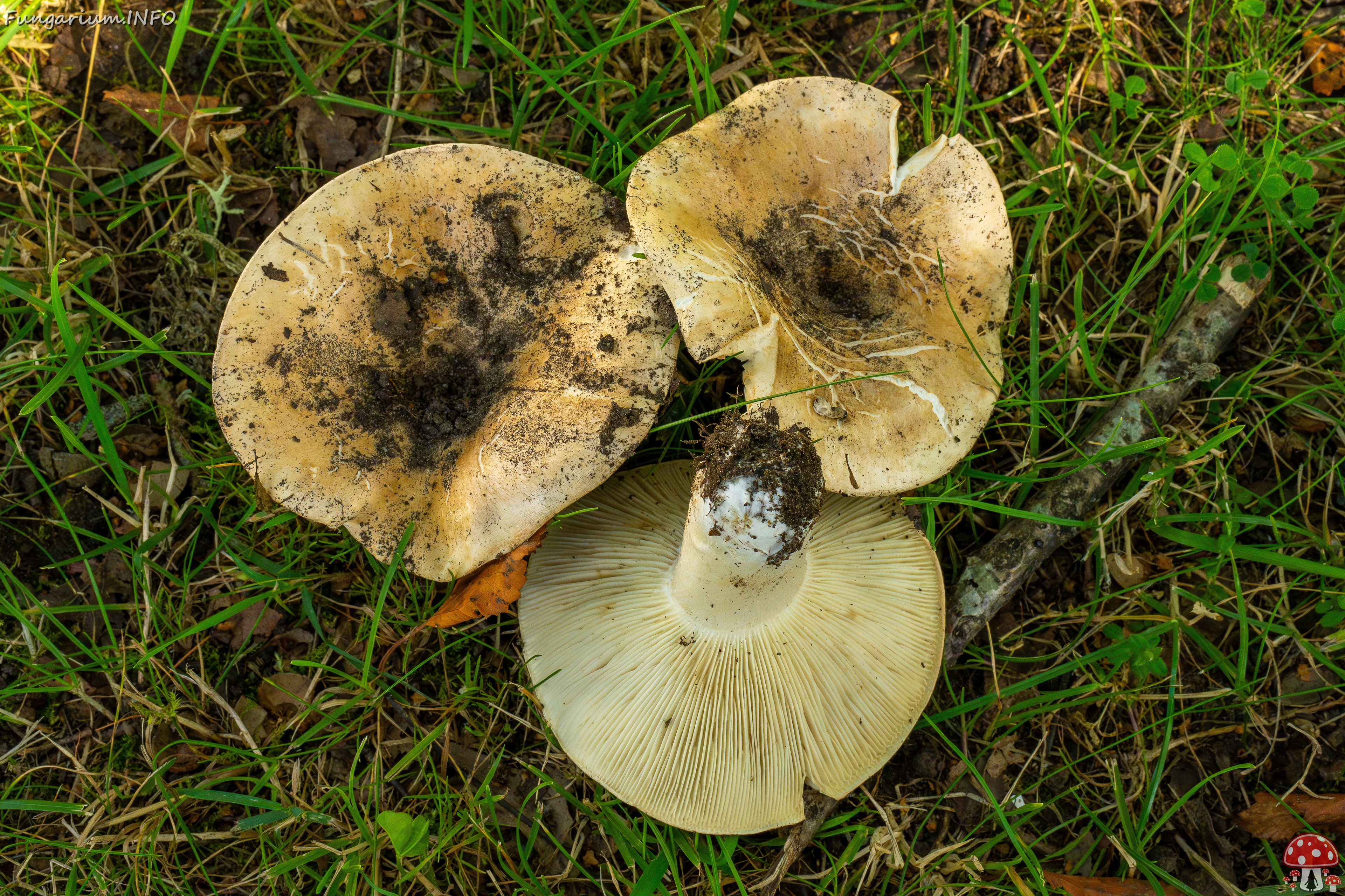 russula-chloroides_1-17 