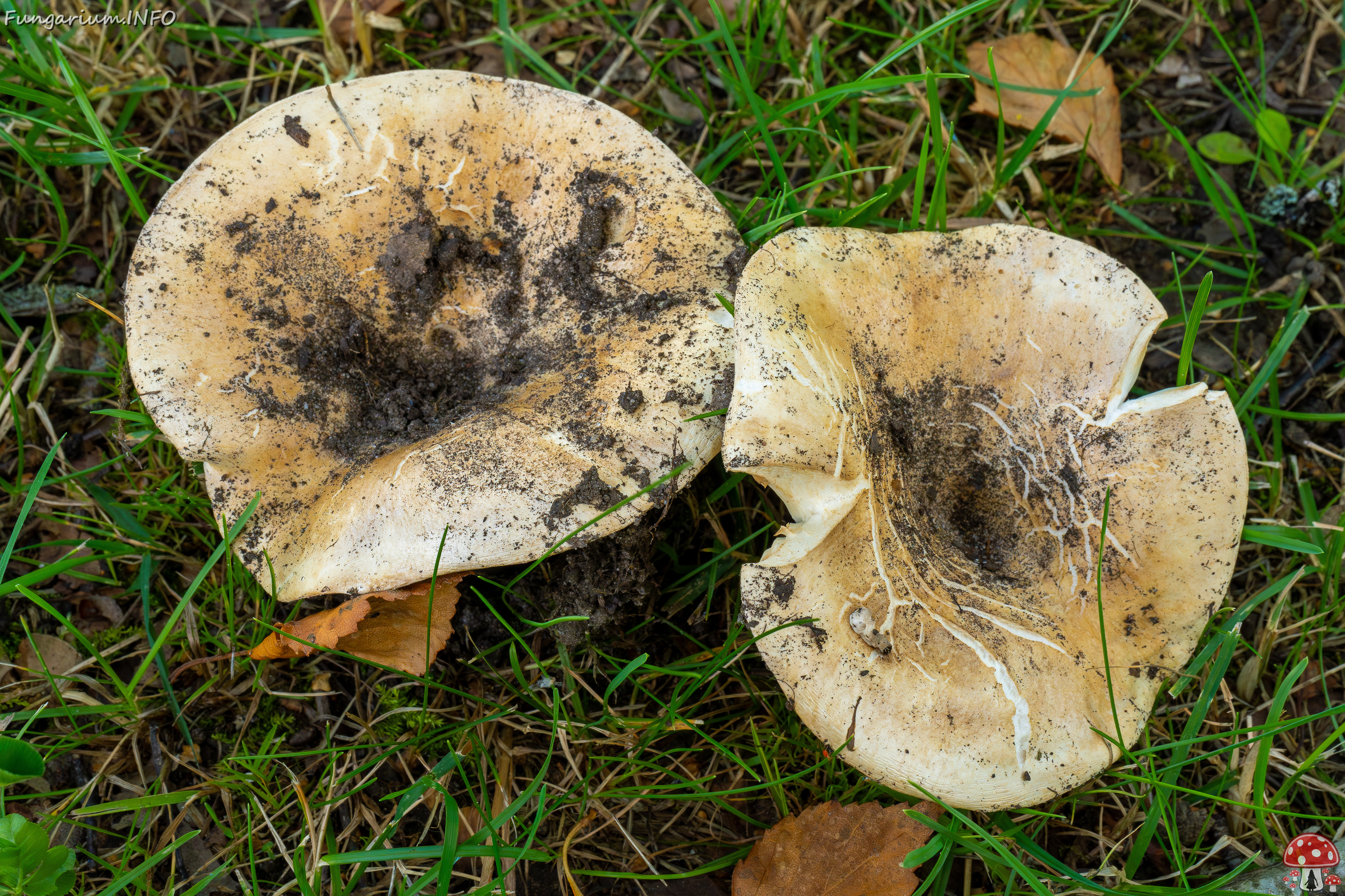 russula-chloroides_1-4 