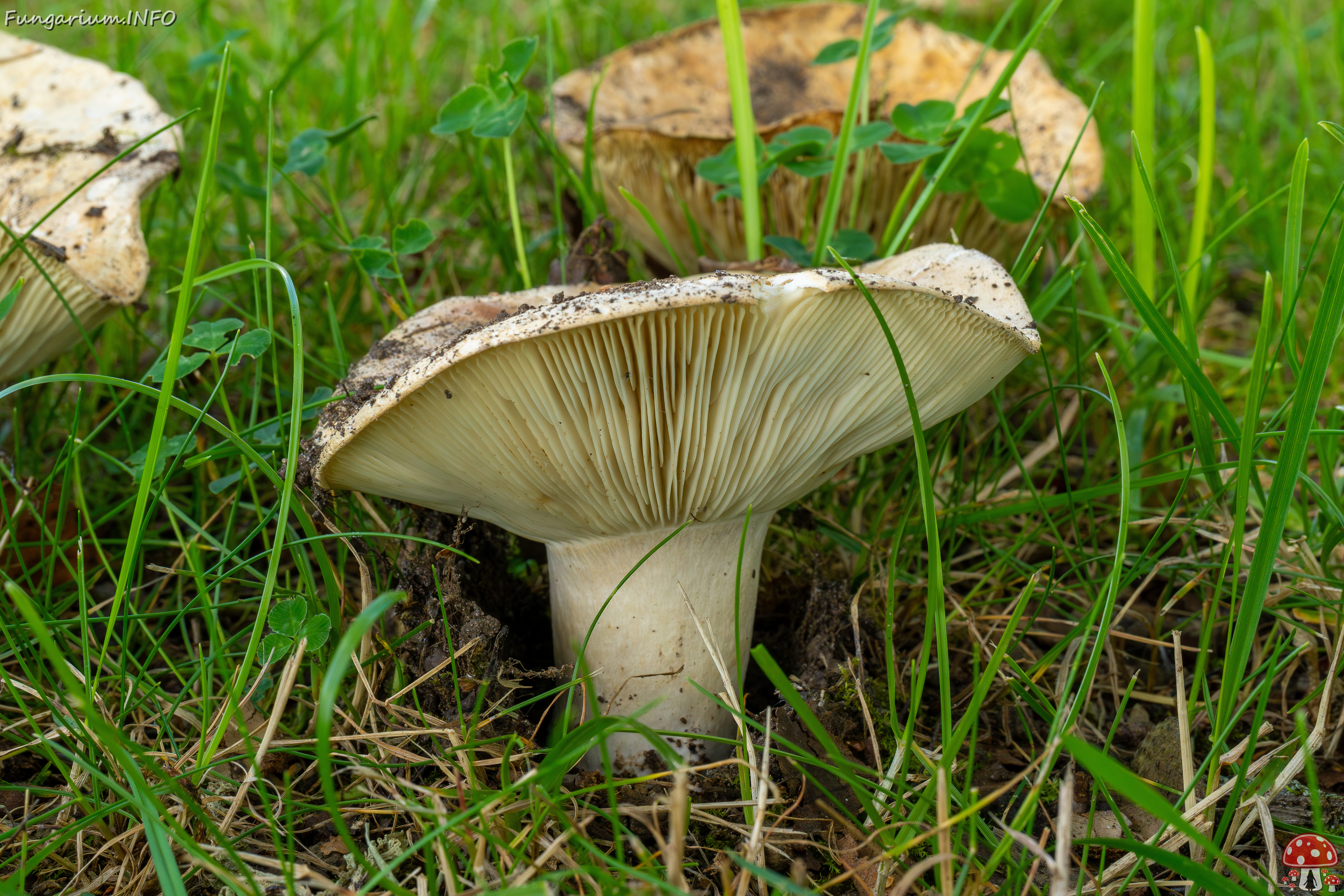 russula-chloroides_1-6 