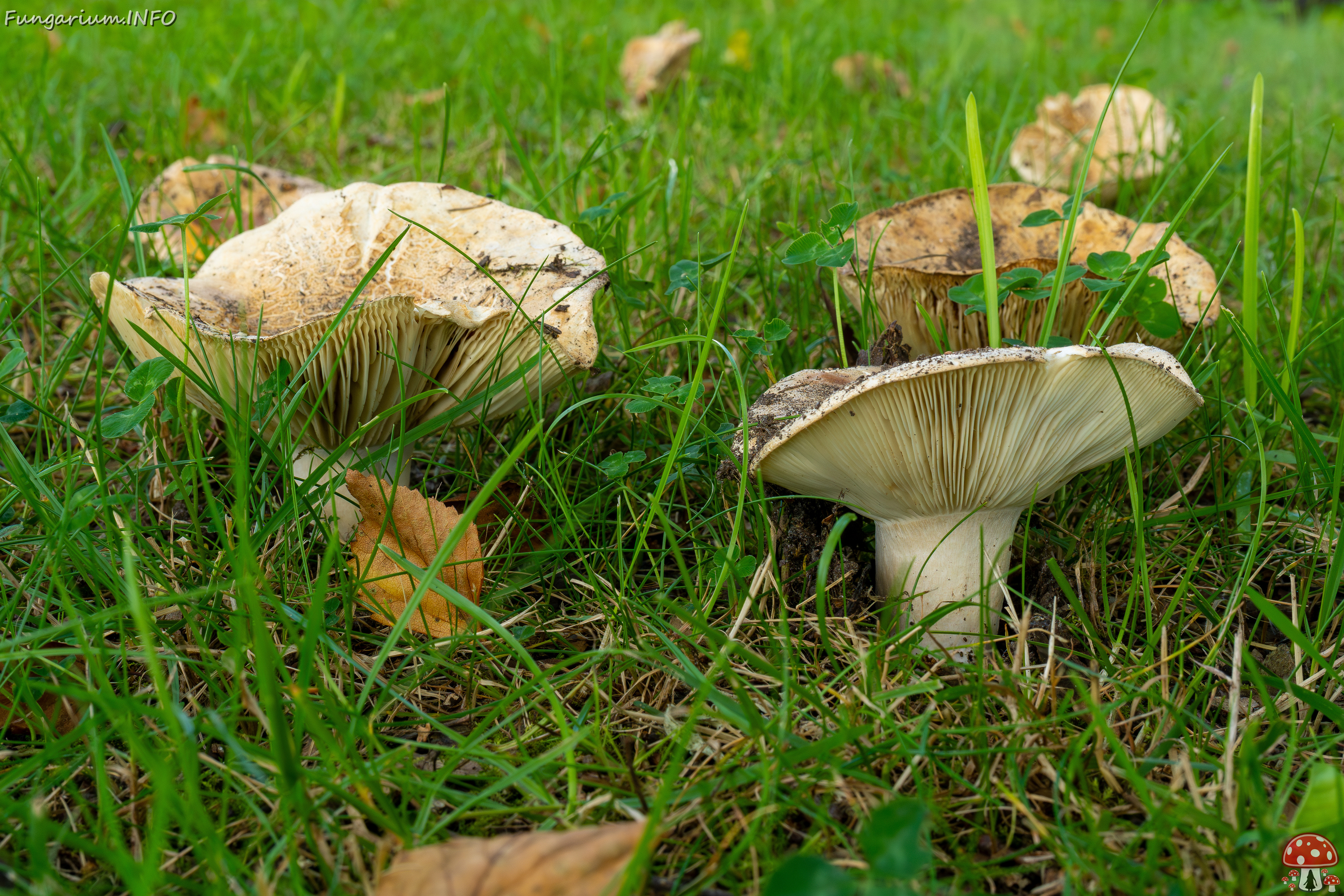 russula-chloroides_1-7 