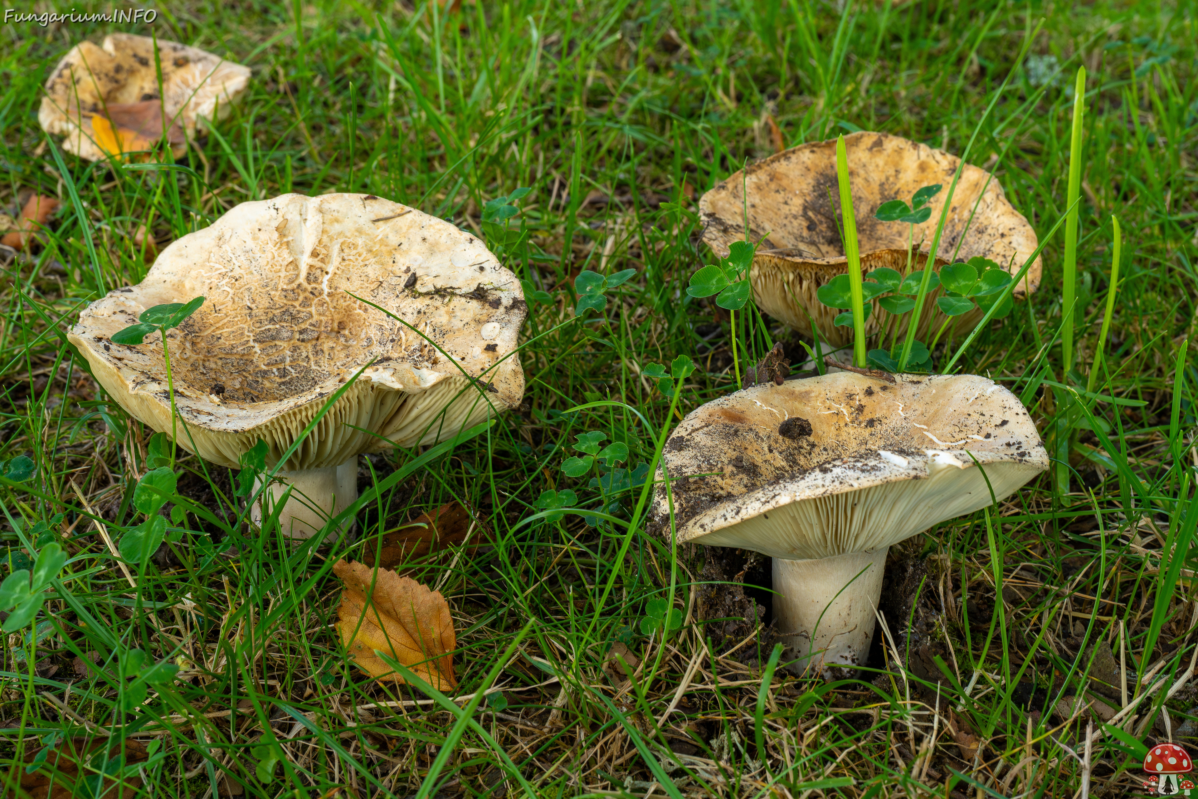 russula-chloroides_1-8 