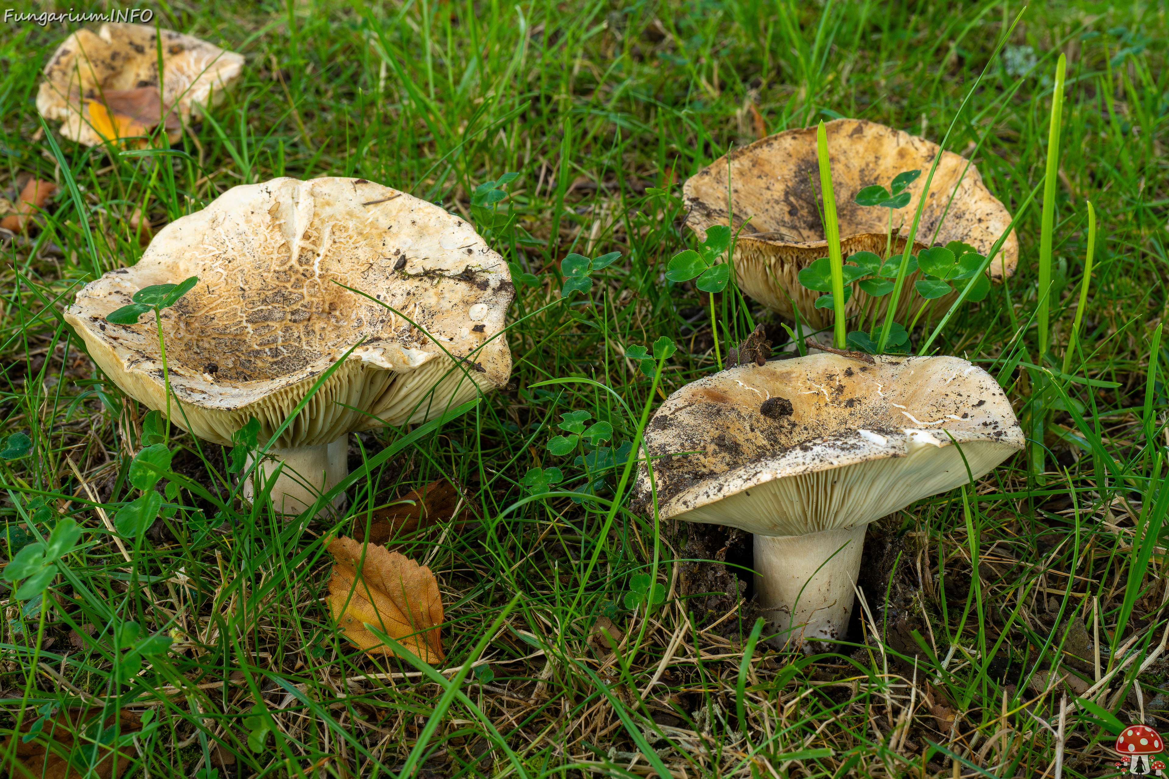 russula-chloroides_1-9 