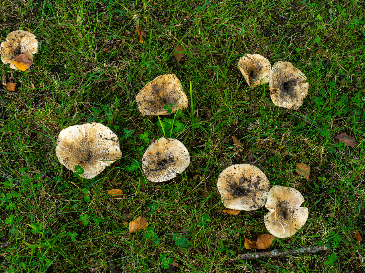 russula-chloroides_1-1