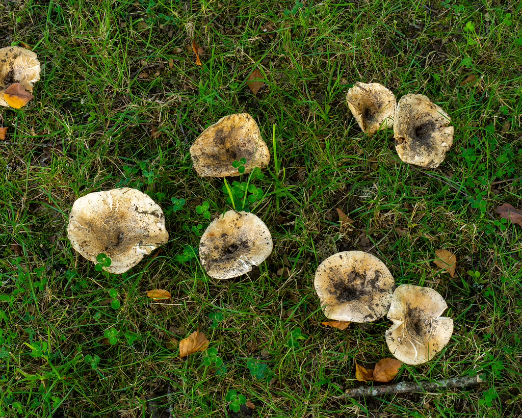 russula-chloroides_1-1