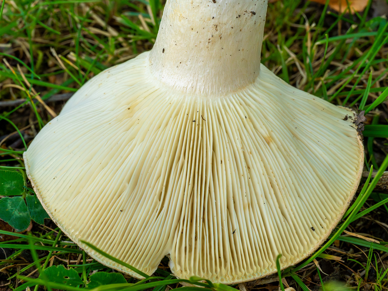 russula-chloroides_1-10