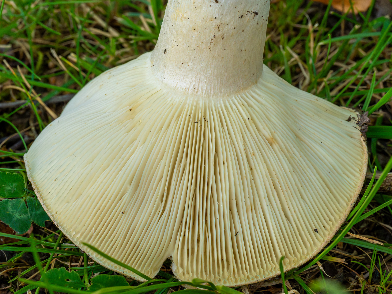 russula-chloroides_1-11