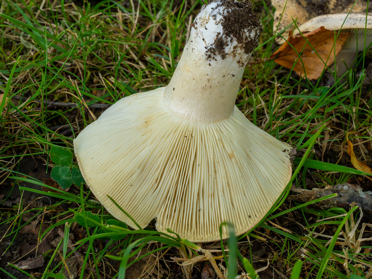 russula-chloroides_1-12