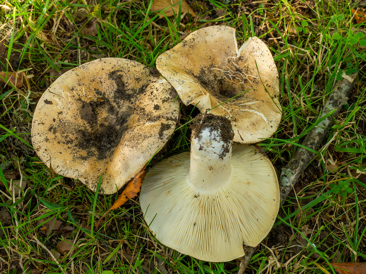 russula-chloroides_1-13