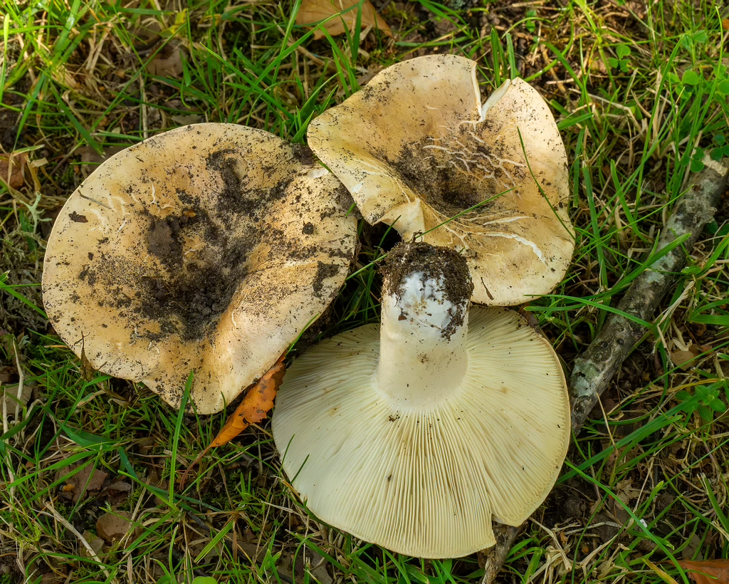 russula-chloroides_1-13