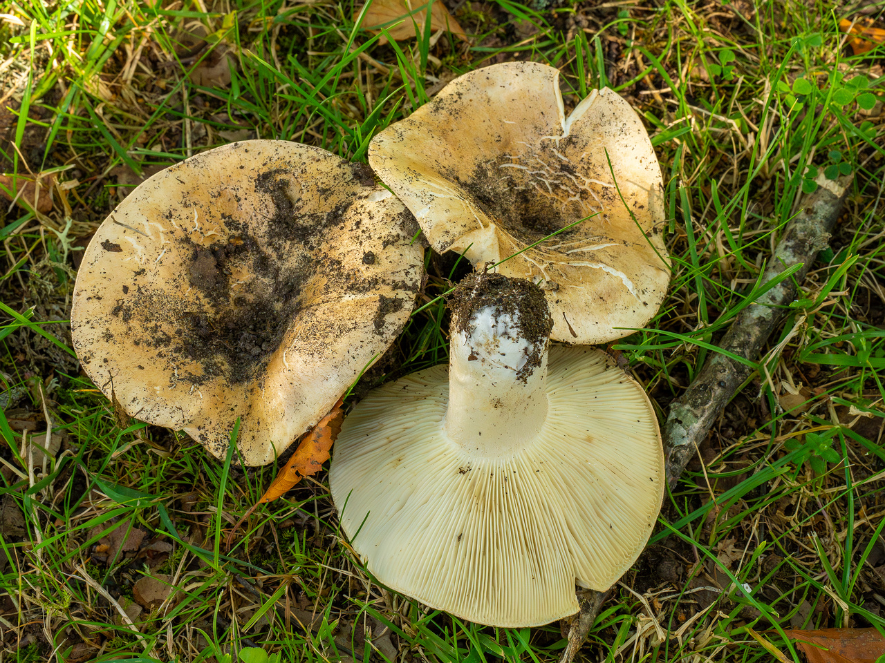 russula-chloroides_1-14