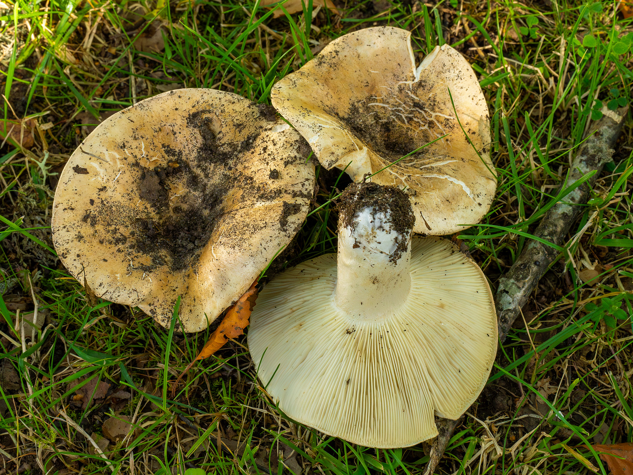 russula-chloroides_1-15