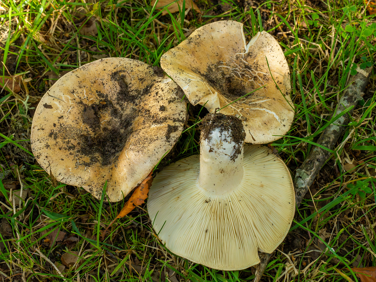 russula-chloroides_1-16