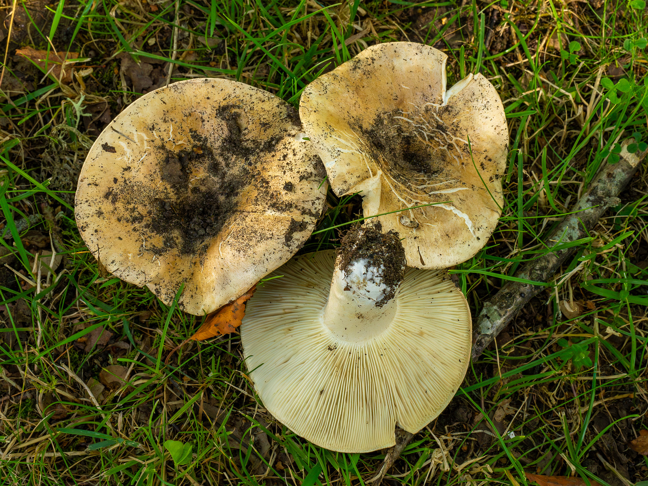 russula-chloroides_1-17