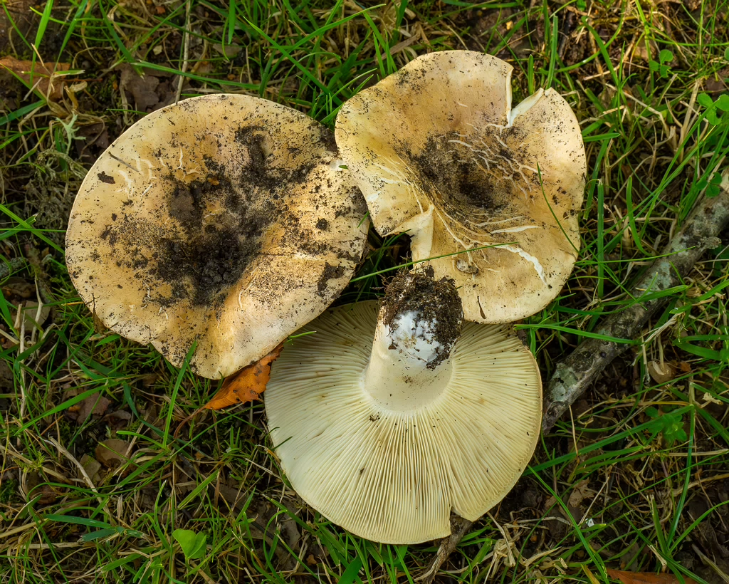 russula-chloroides_1-17