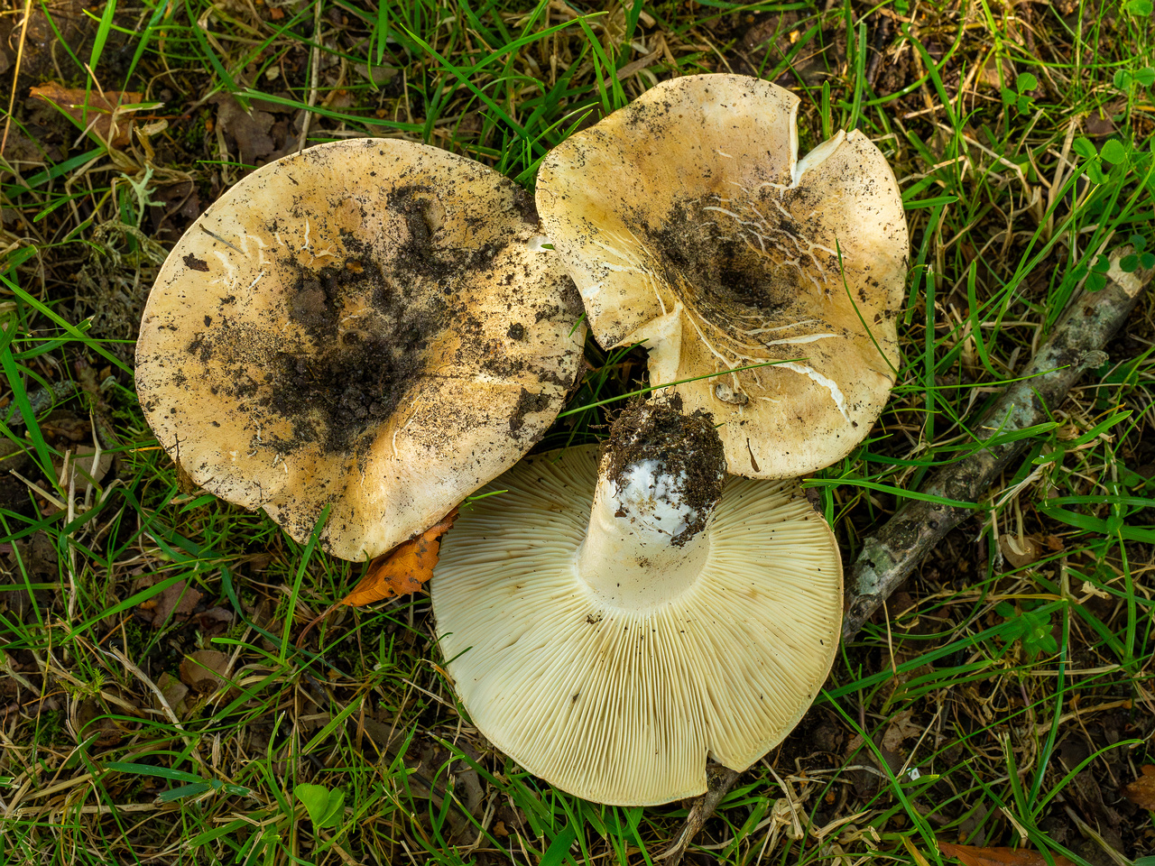 russula-chloroides_1-18