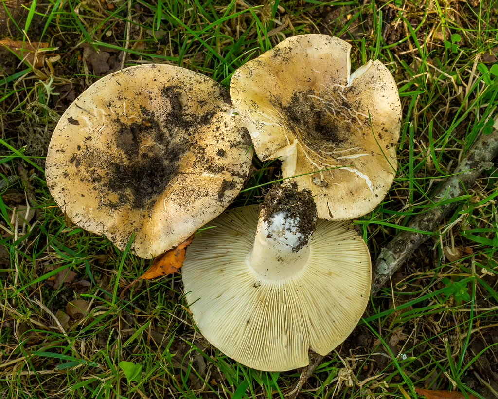 russula-chloroides_1-18