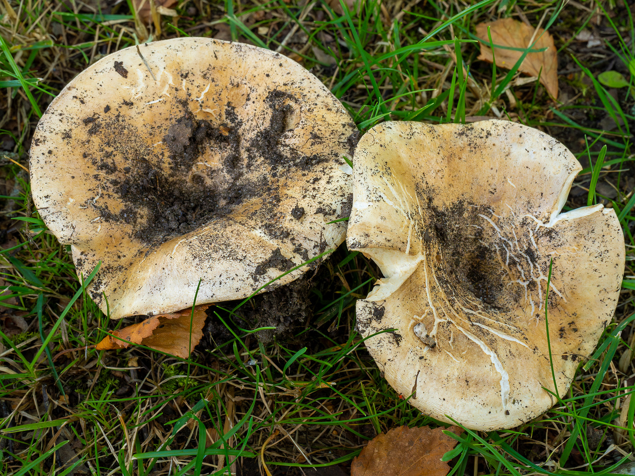 russula-chloroides_1-3