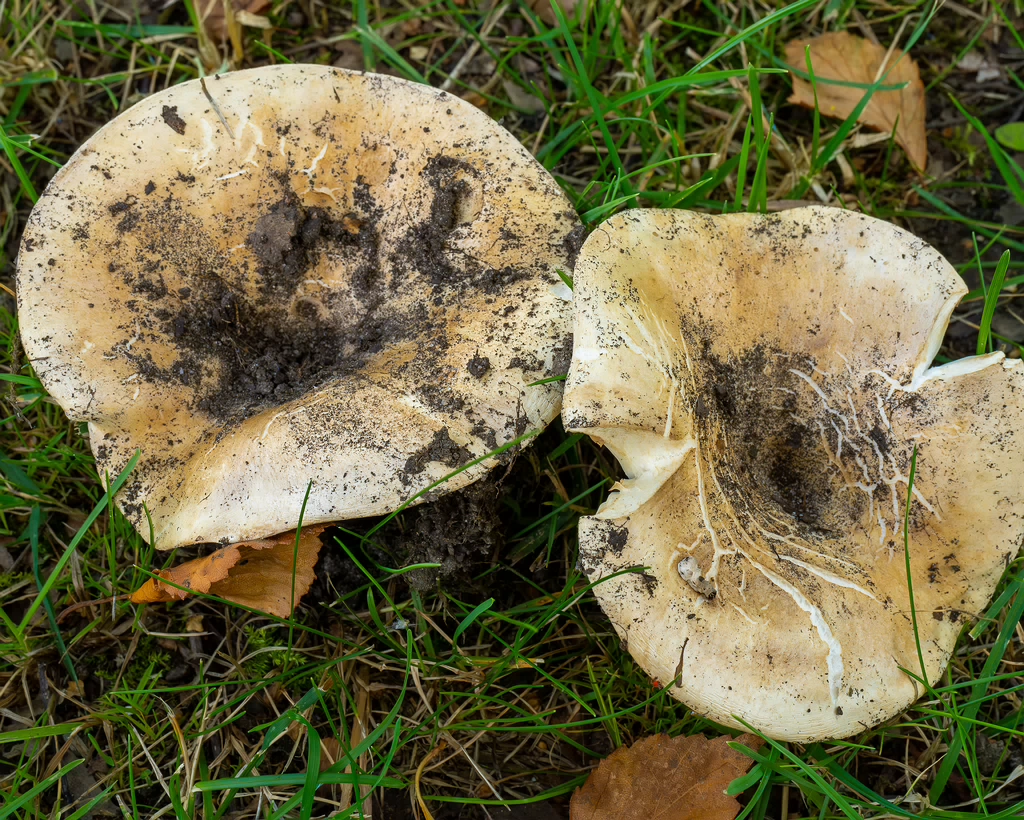 russula-chloroides_1-3