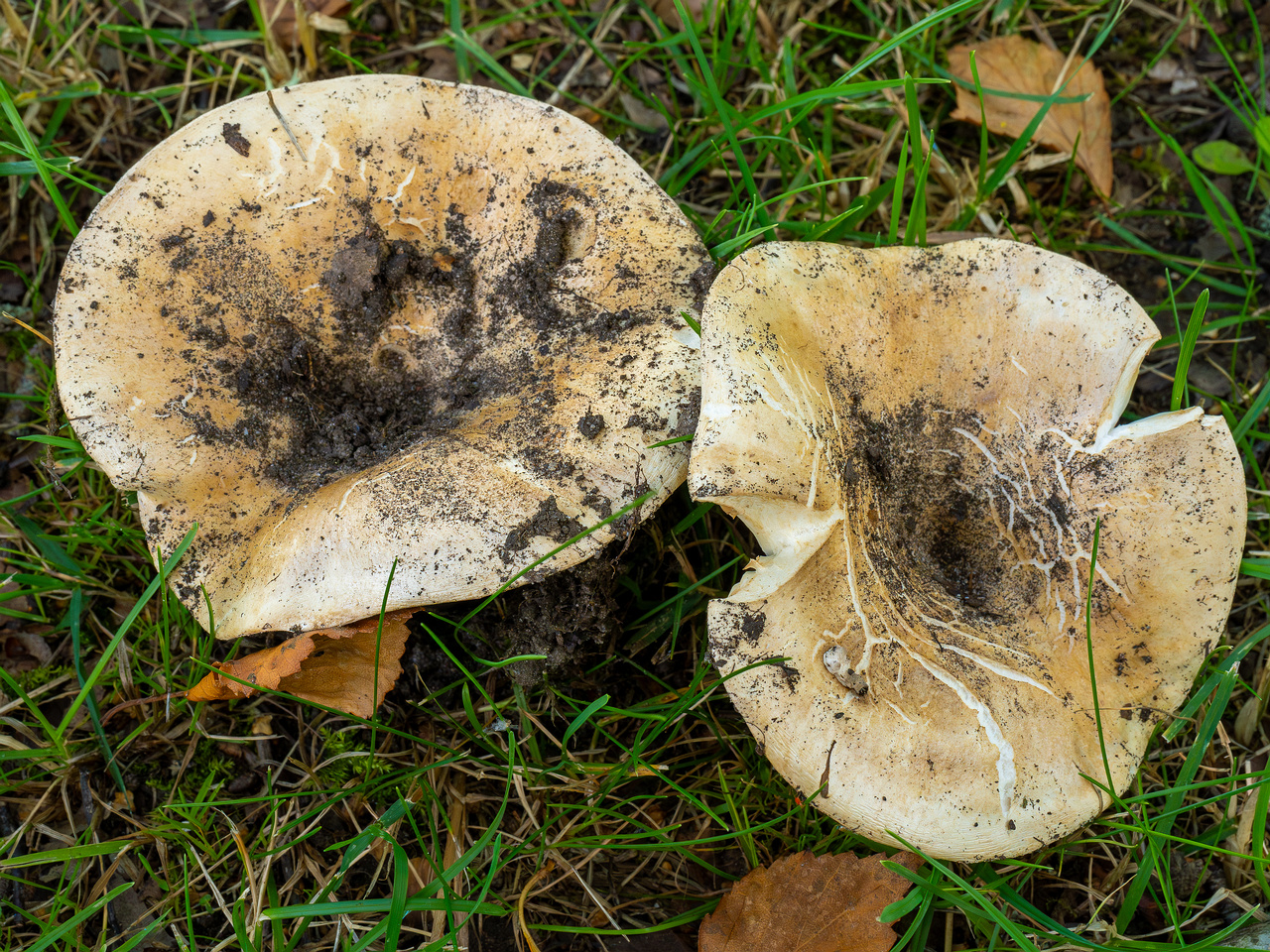 russula-chloroides_1-4