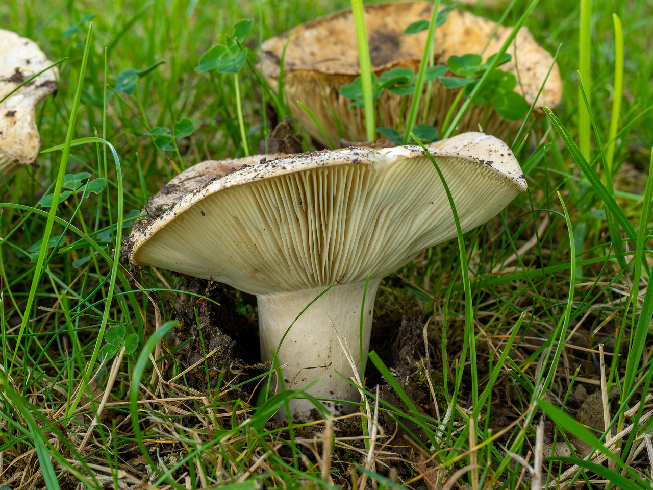 russula-chloroides_1-5