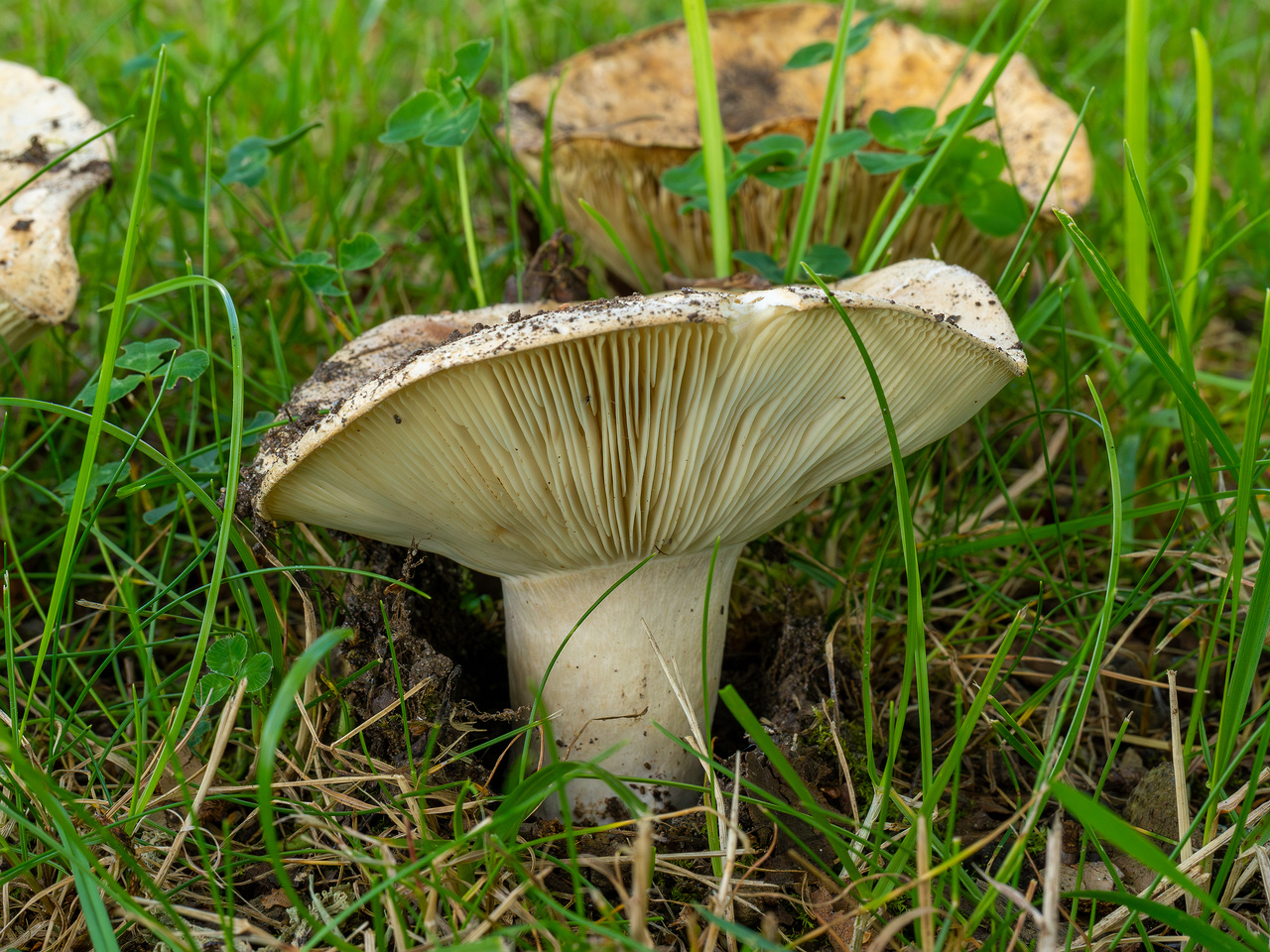 russula-chloroides_1-6