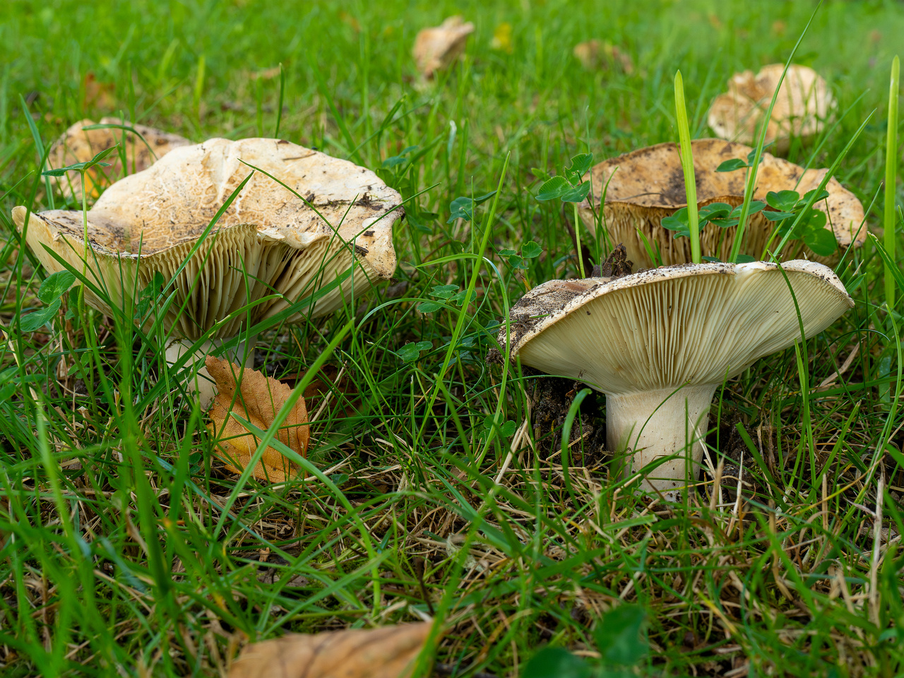 russula-chloroides_1-7